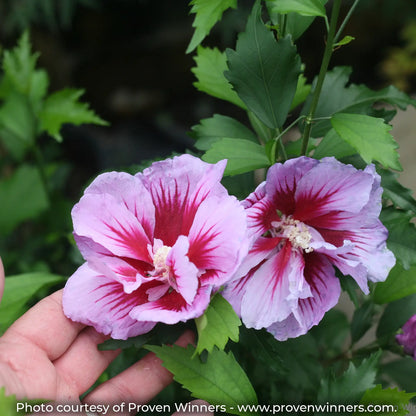 Purple Pillar Rose of Sharon with pale lavender-pink flowers and a red center