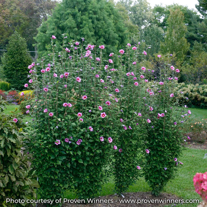 Purple Pillar Rose of Sharon with a strong upright form and lavender-pink flowers