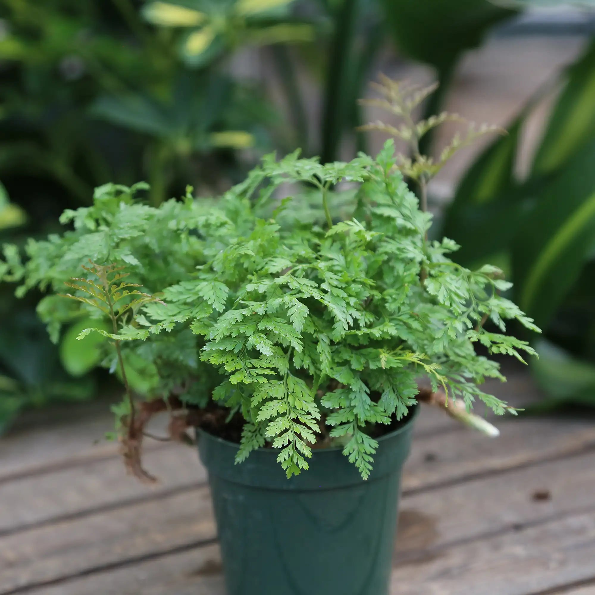 Fern 'Rabbit's Foot'