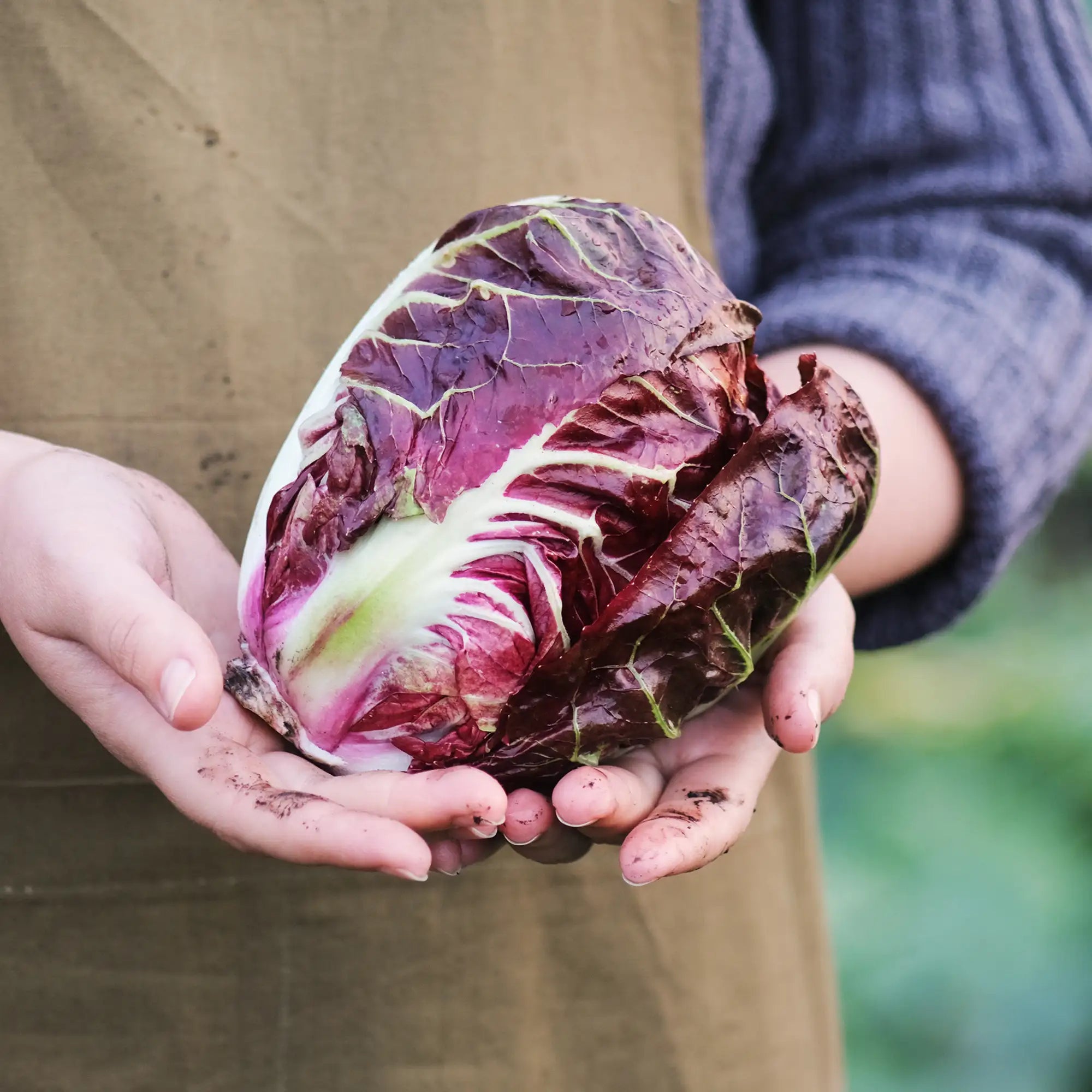 Radicchio