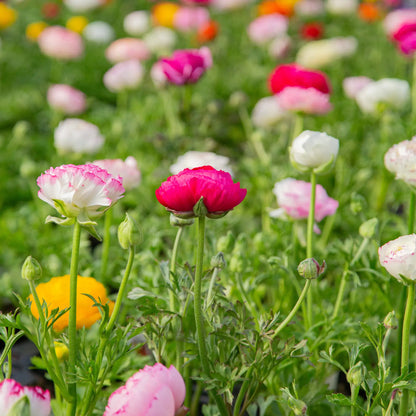 Ranunculus