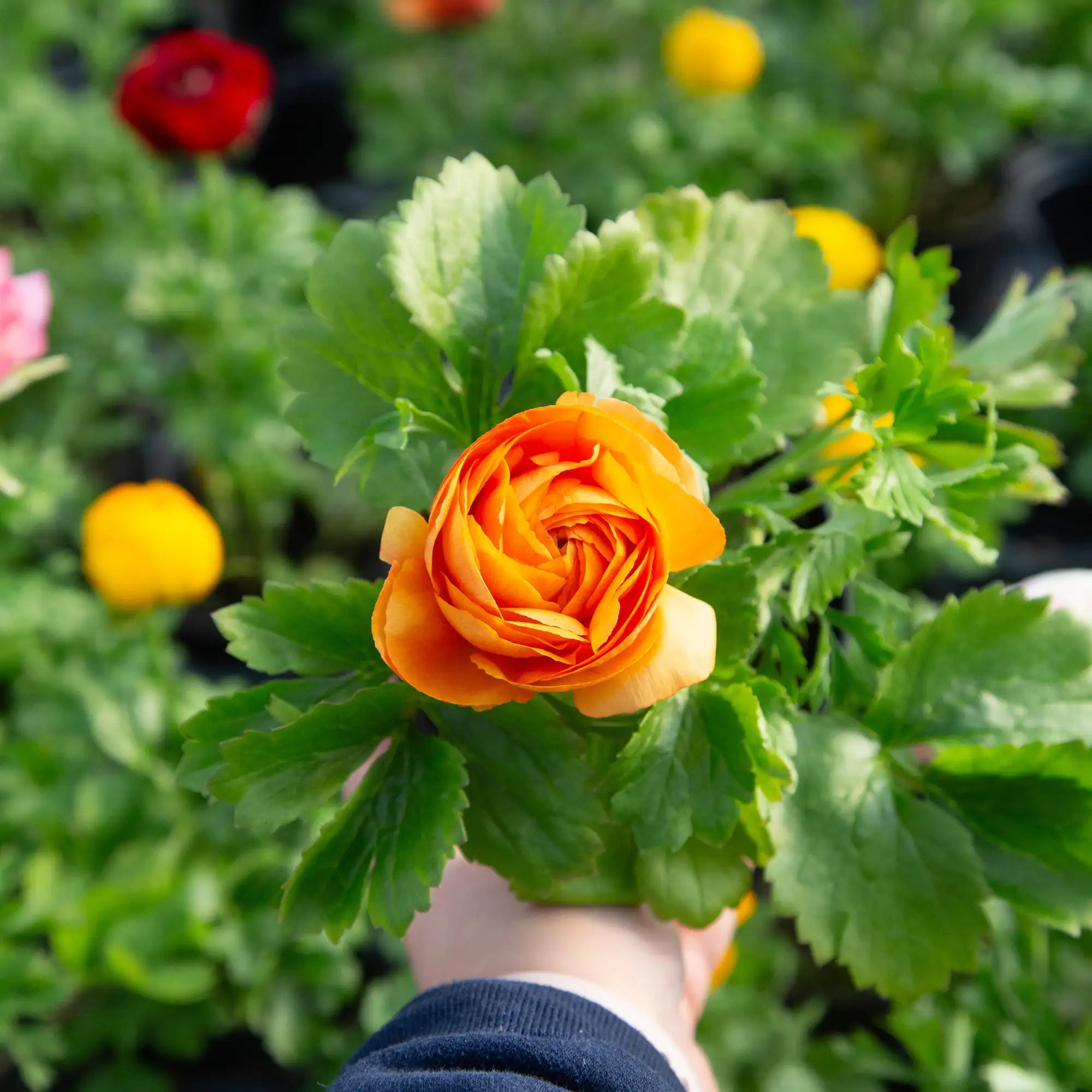 Ranunculus