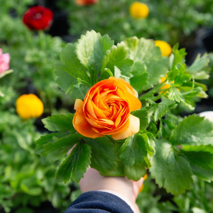 Ranunculus