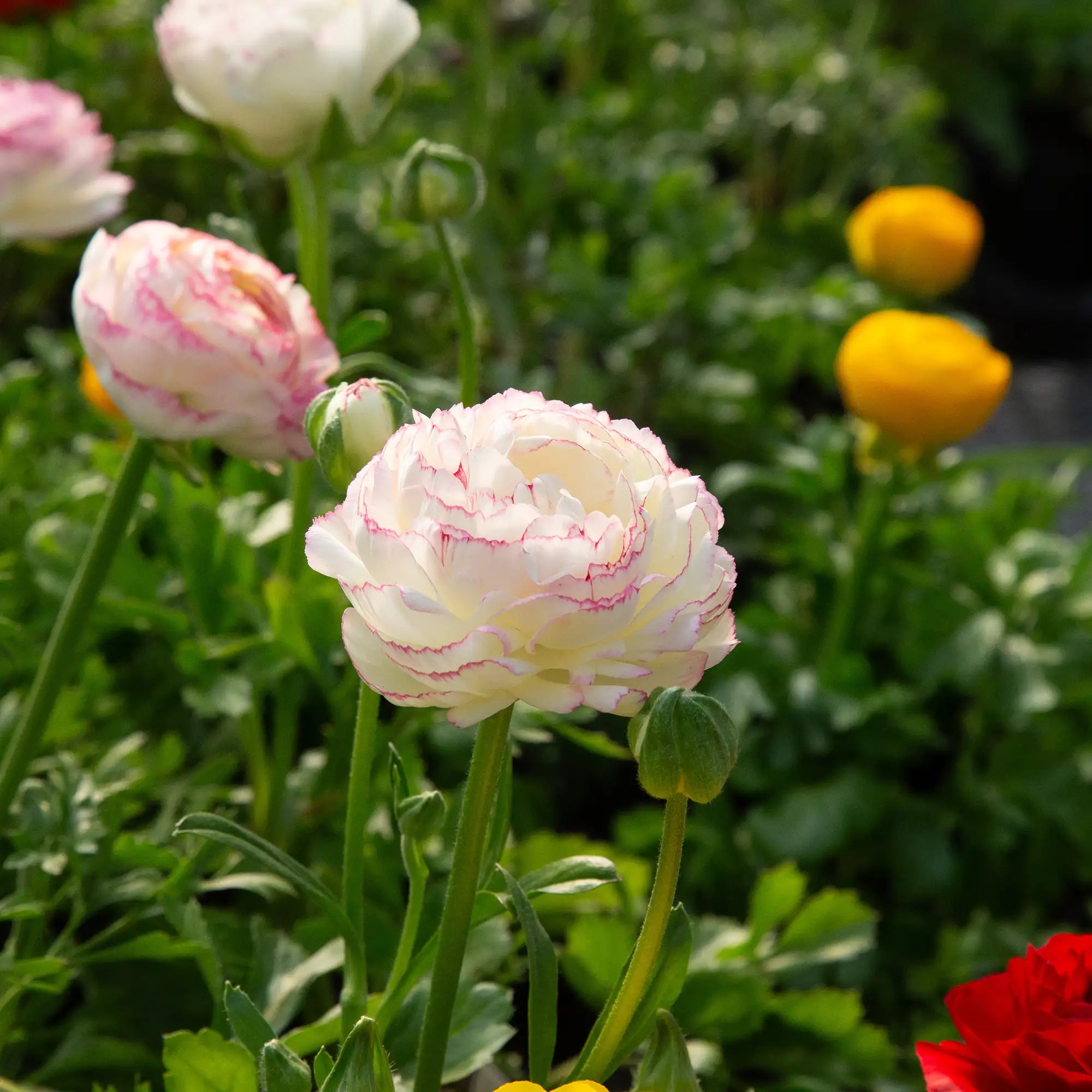 Ranunculus