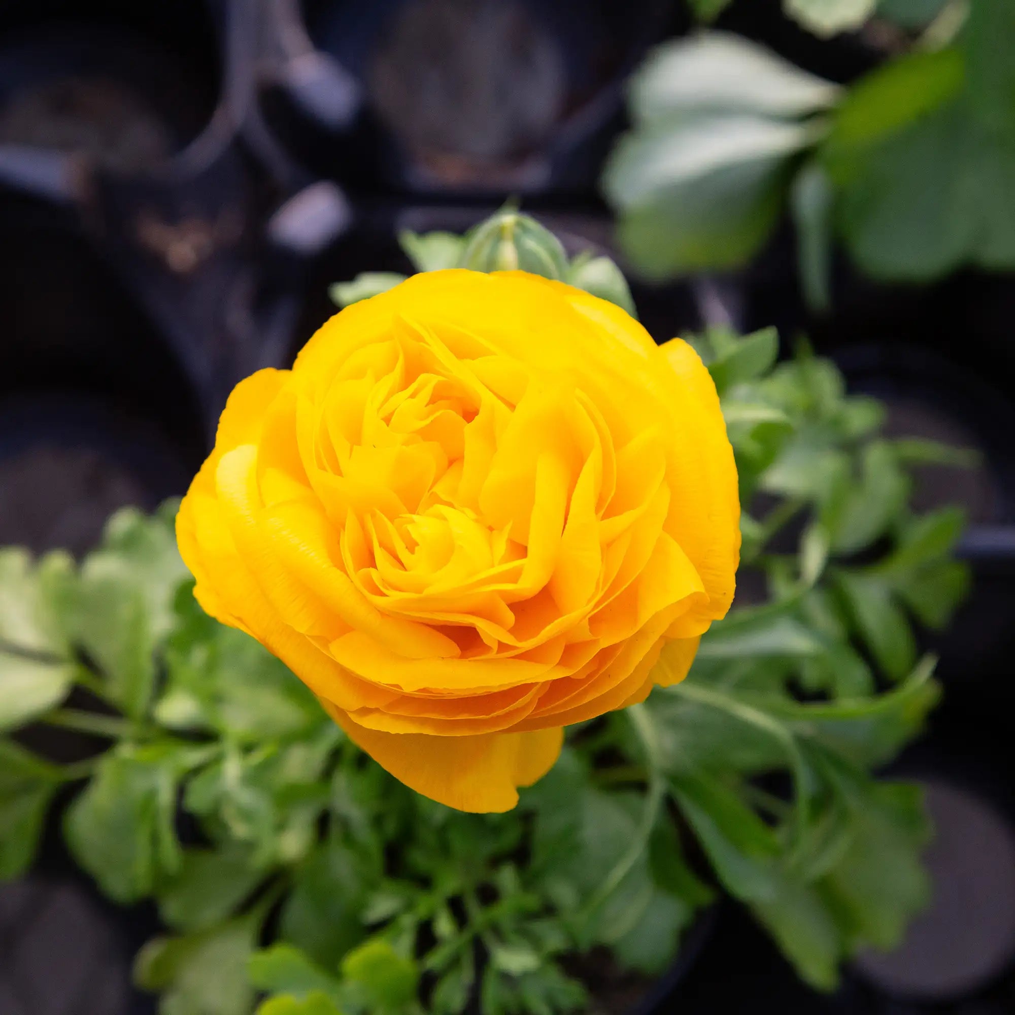 Ranunculus