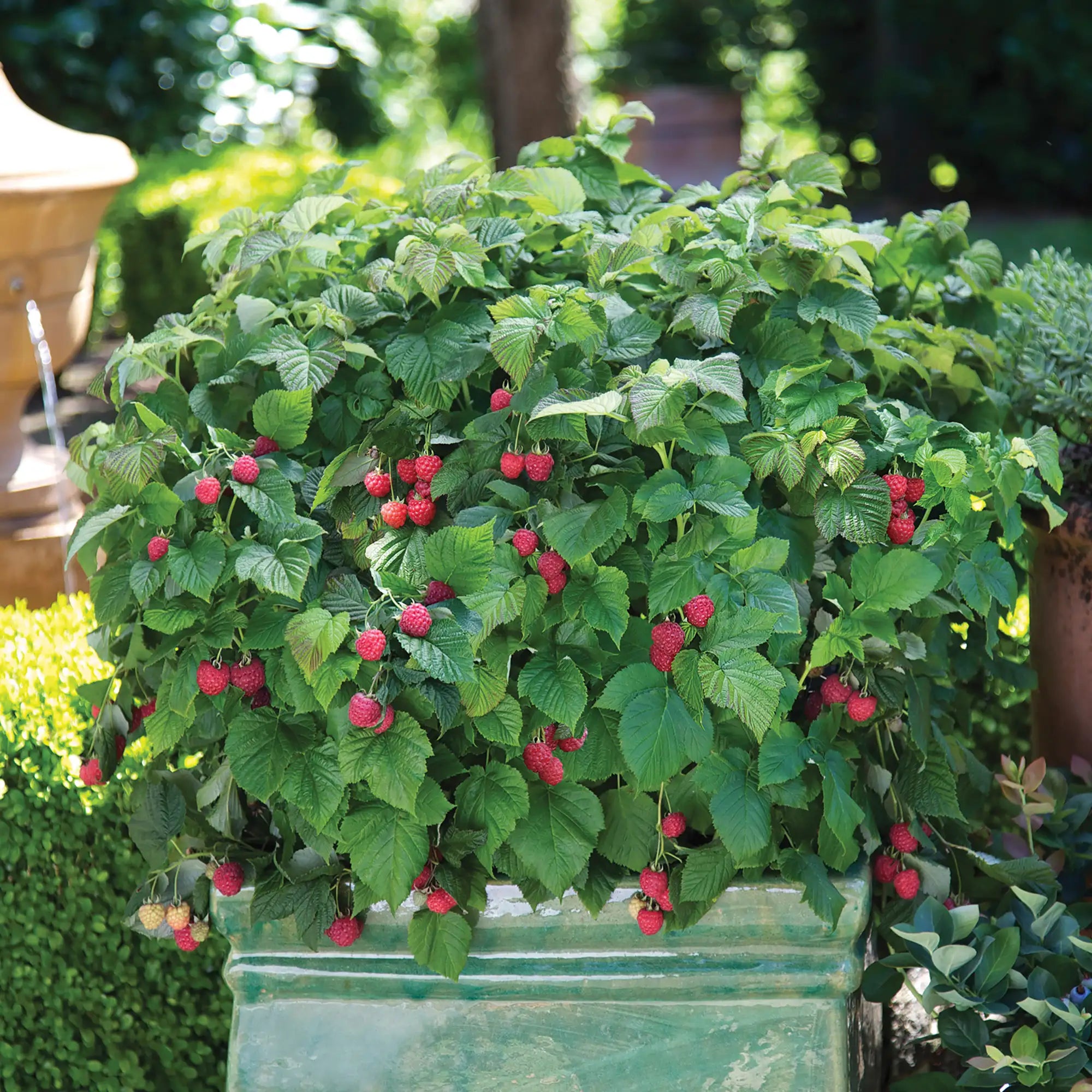 Raspberry 'Raspberry Shortcake®'