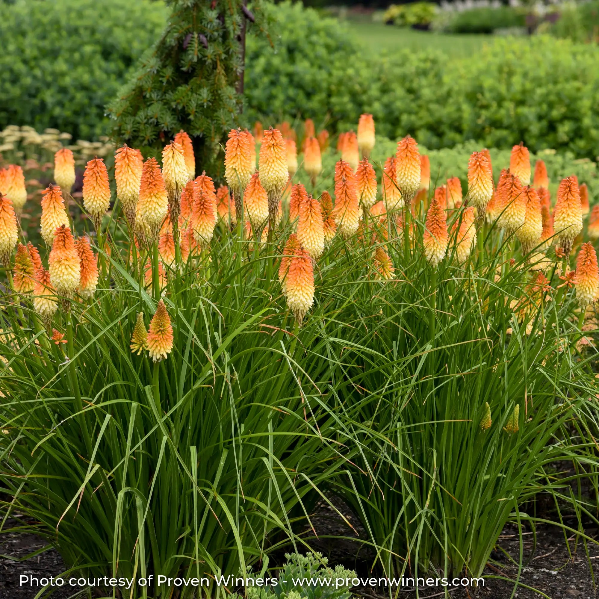 Orange and White Red Hot Poker in a garden
