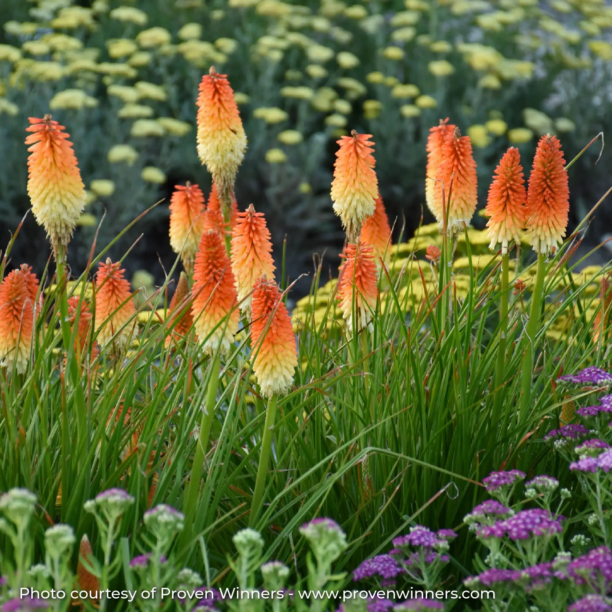 Orange and White Red Hot Poker in a garden