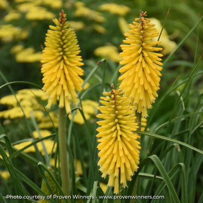 Bright Yellow Red Hot Poker in a garden