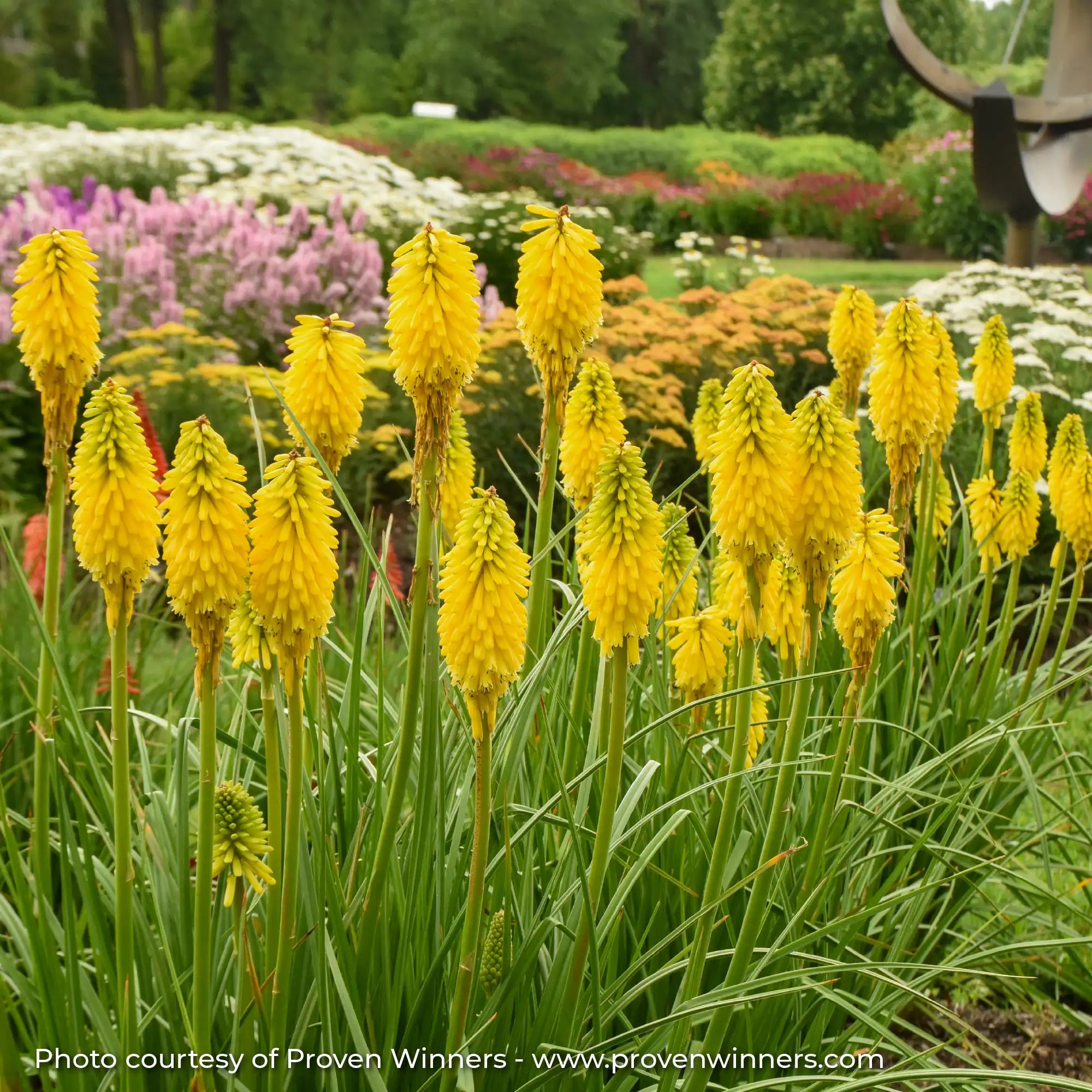 Bright Yellow Red Hot Poker in a garden