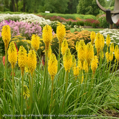 Bright Yellow Red Hot Poker in a garden