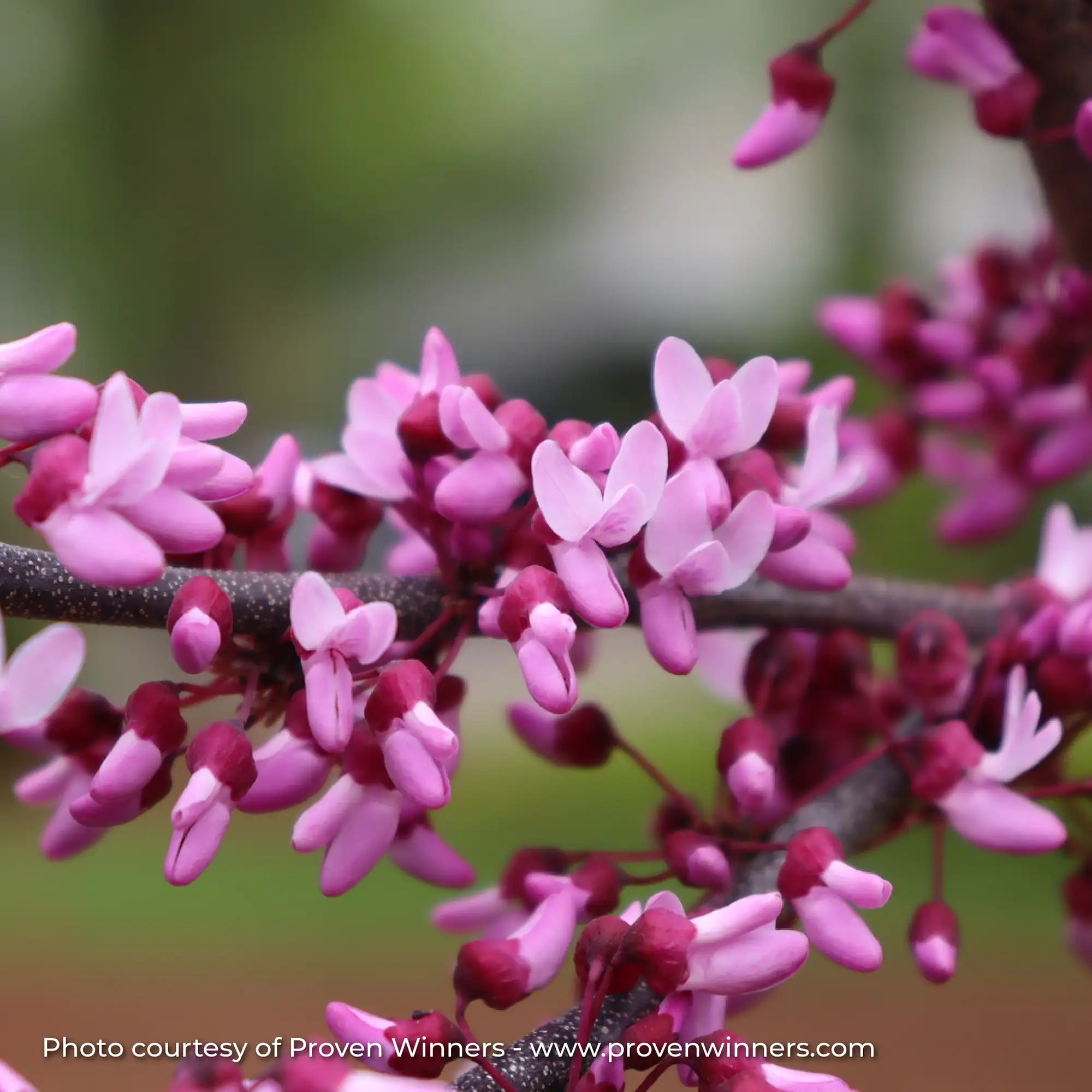 Redbud 'Midnight Express®'