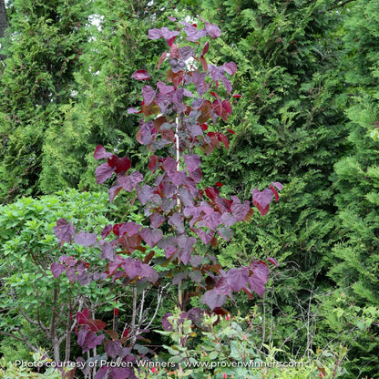 Redbud 'Midnight Express®'