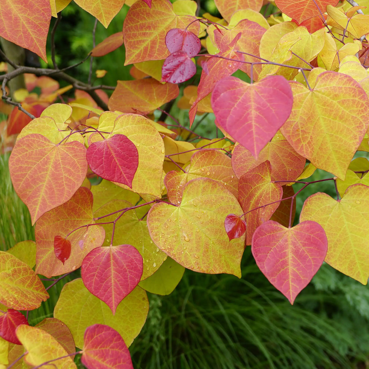 Redbud 'Flame Thrower®'