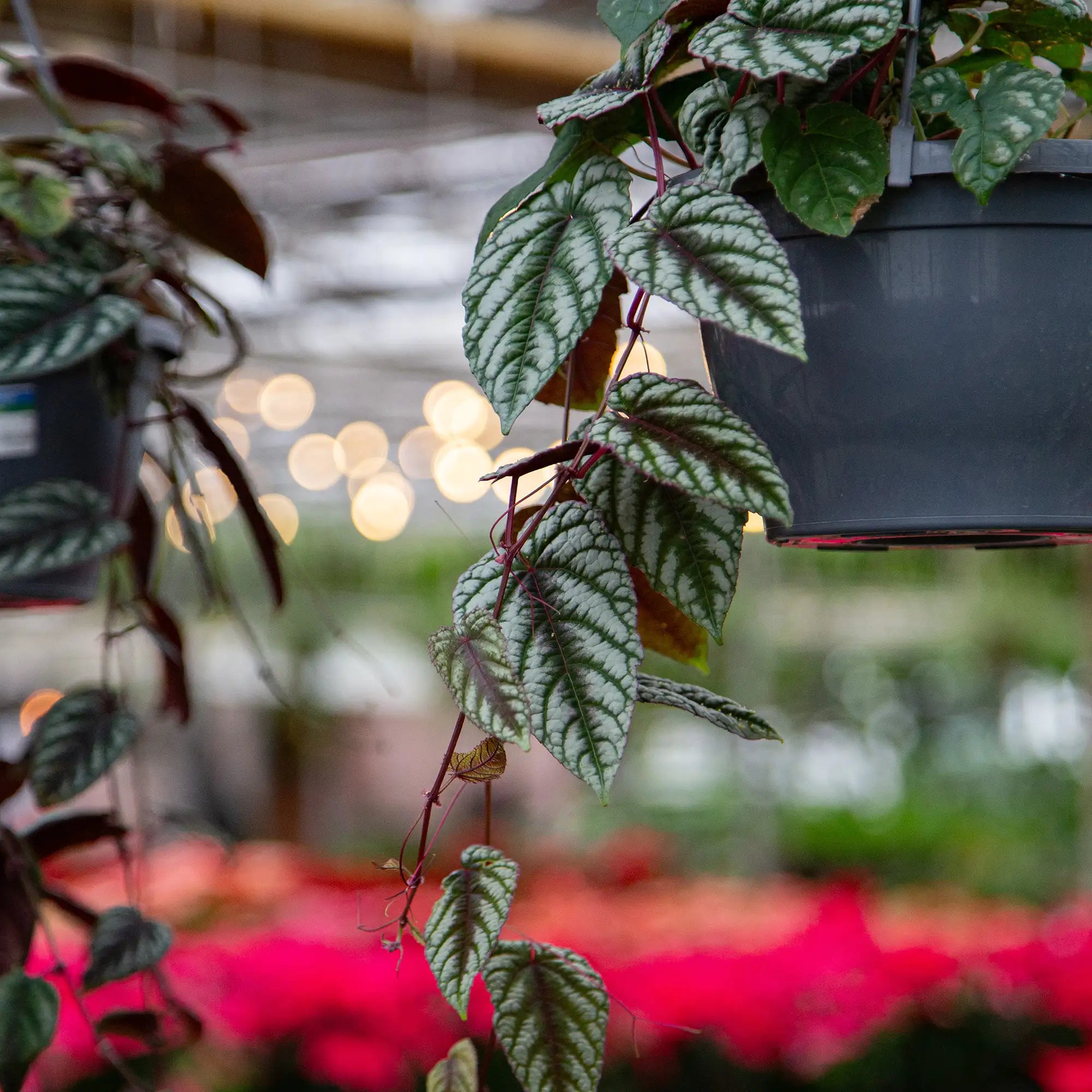 Rex Begonia Vine