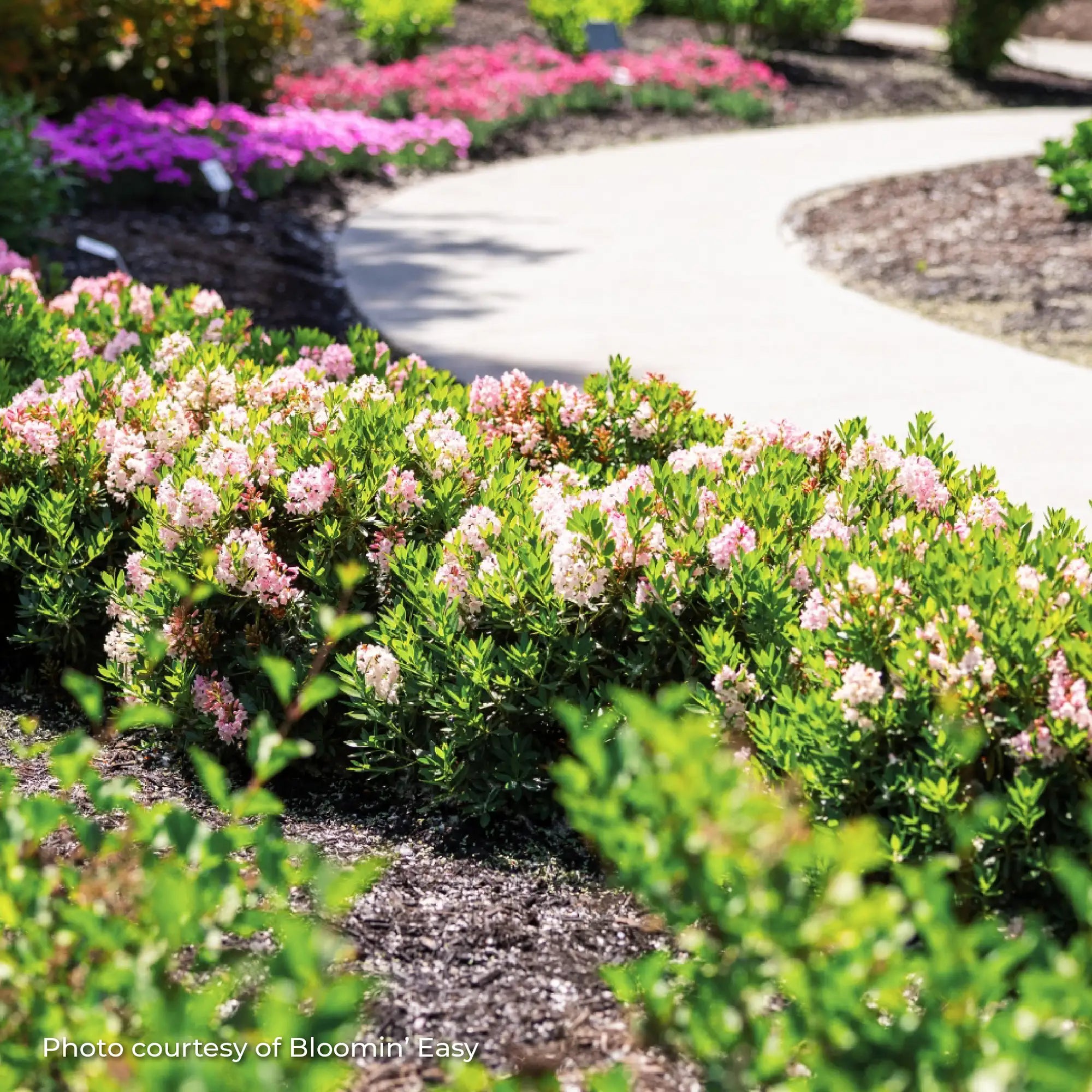 Rhododendron 'Bloombux® Blush'