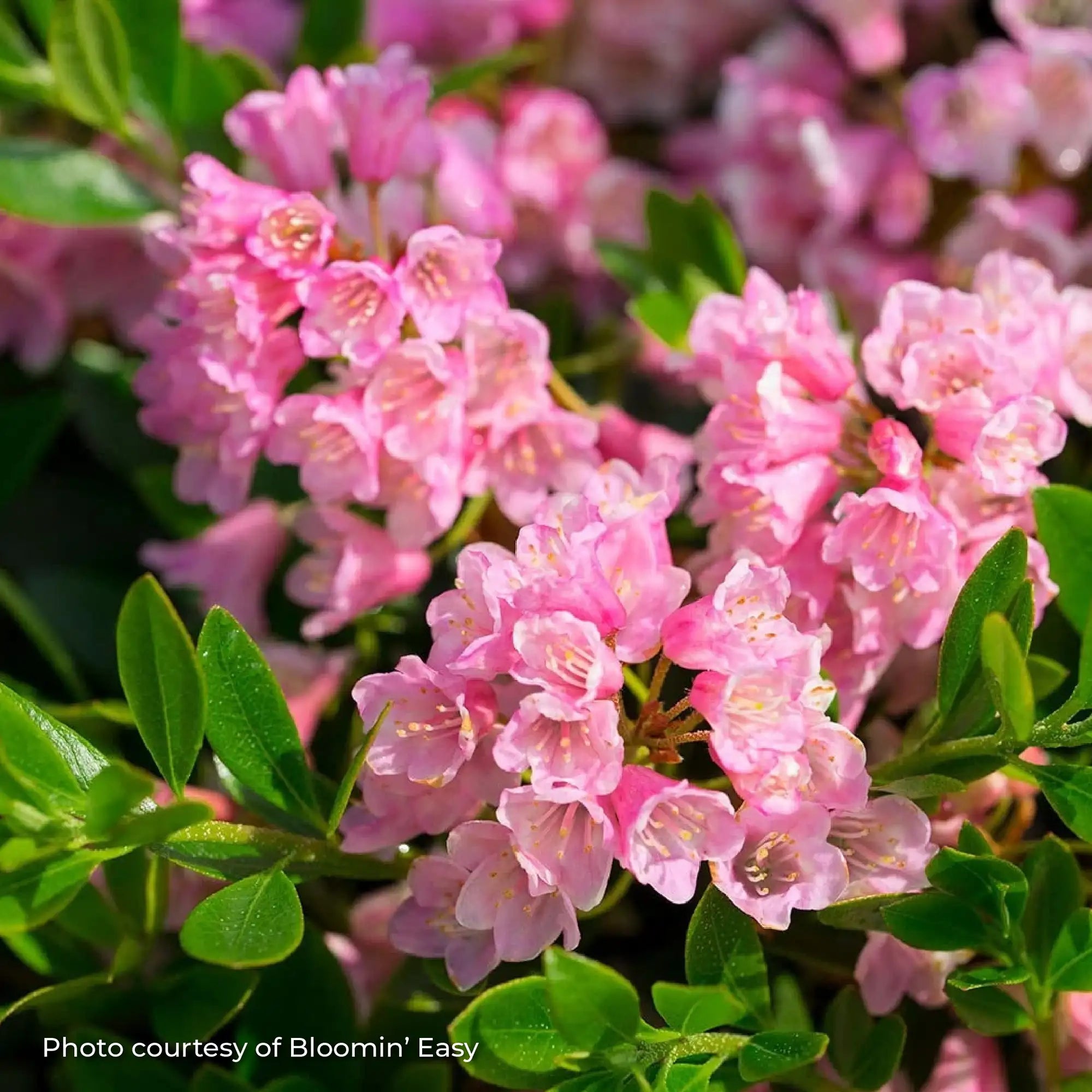 Rhododendron 'Bloombux® Magenta'