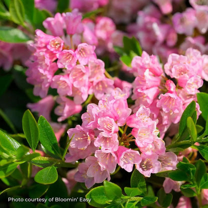 Rhododendron 'Bloombux® Magenta'