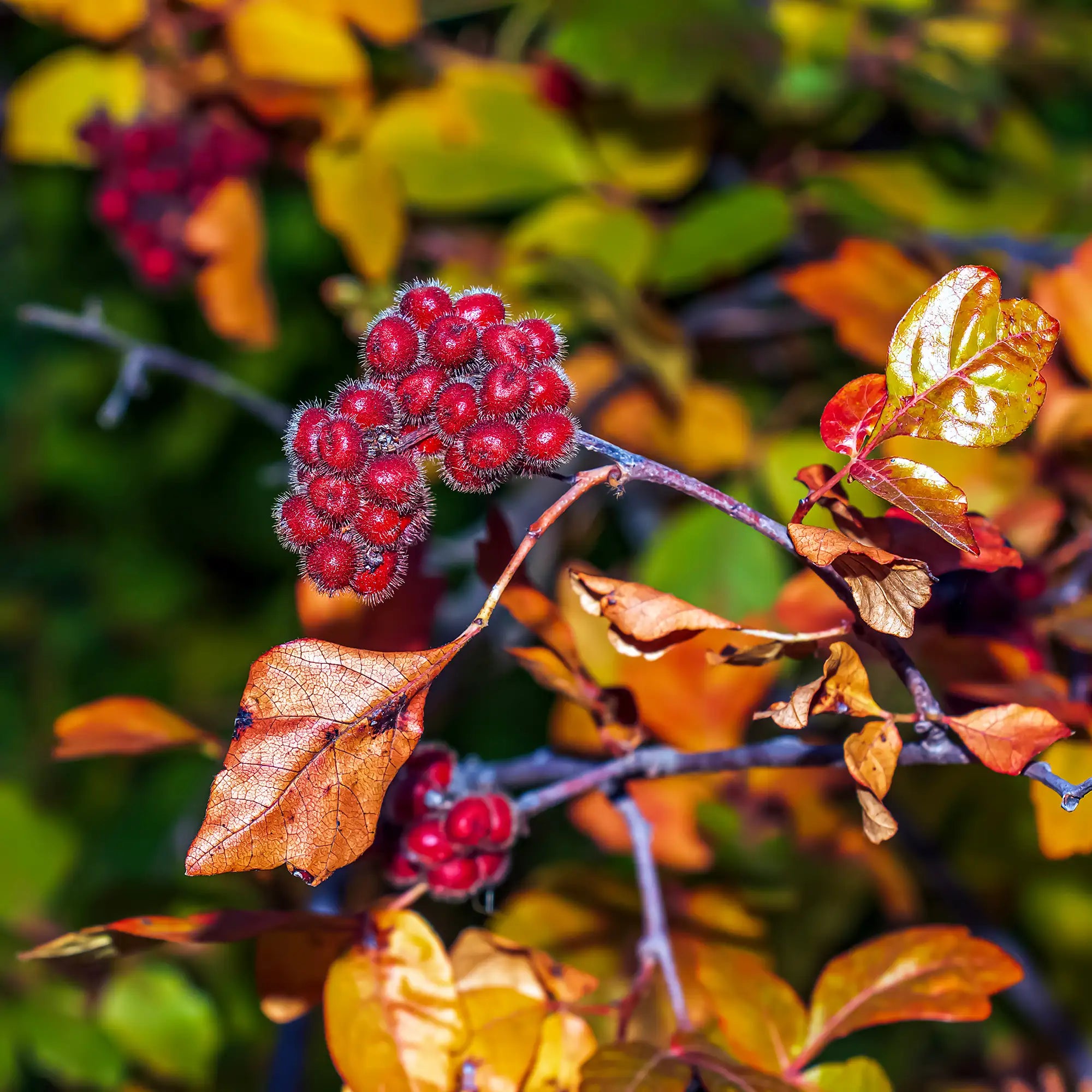 Sumac Fragrant