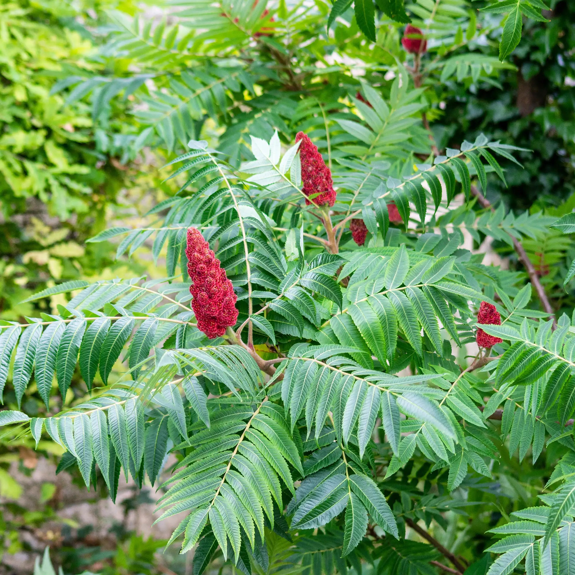 Sumac Staghorn