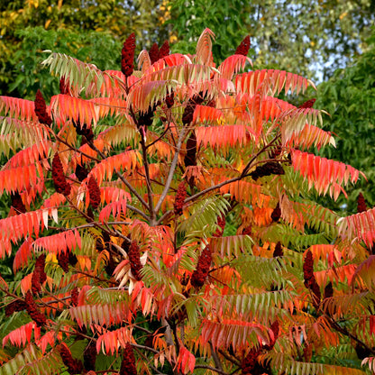 Sumac Staghorn