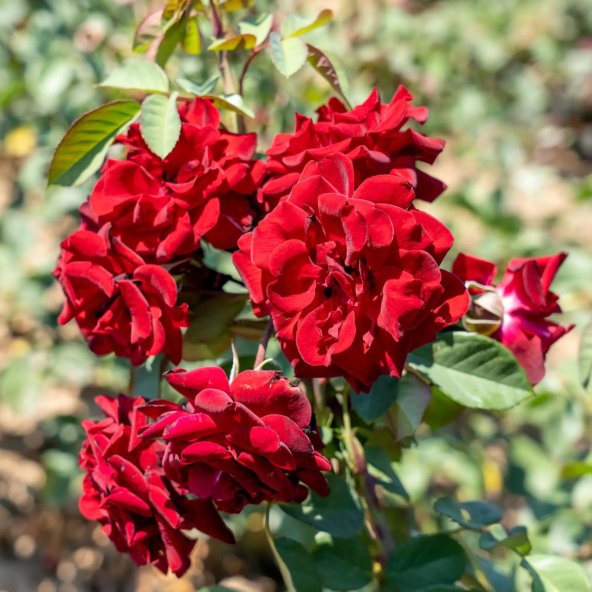 'AC Navy Lady' Explorer Shrub Rose