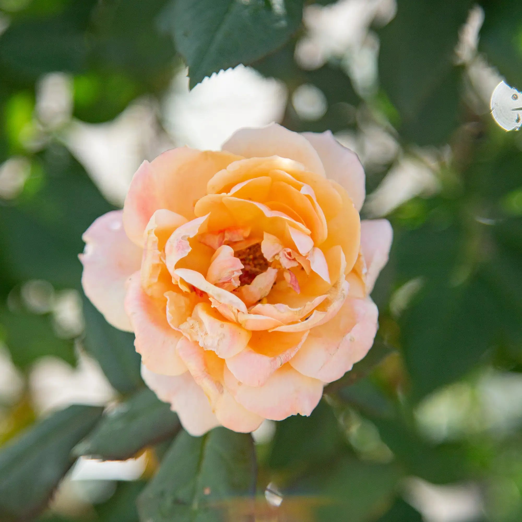 'About Face' Grandiflora Rose