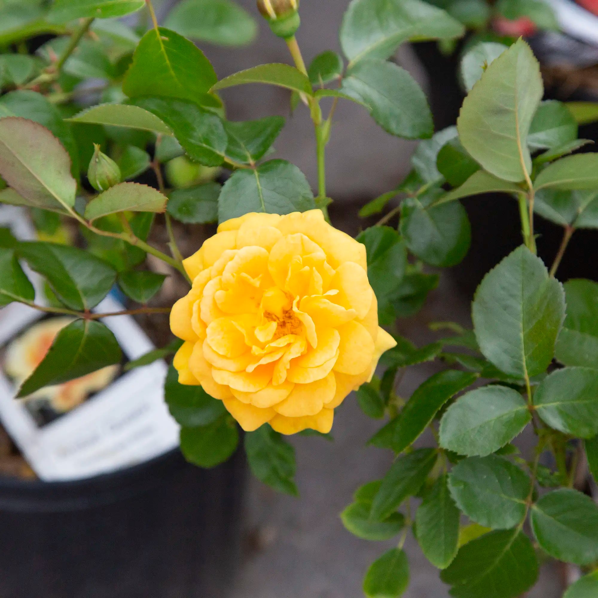 'Amber Queen' Floribunda Rose