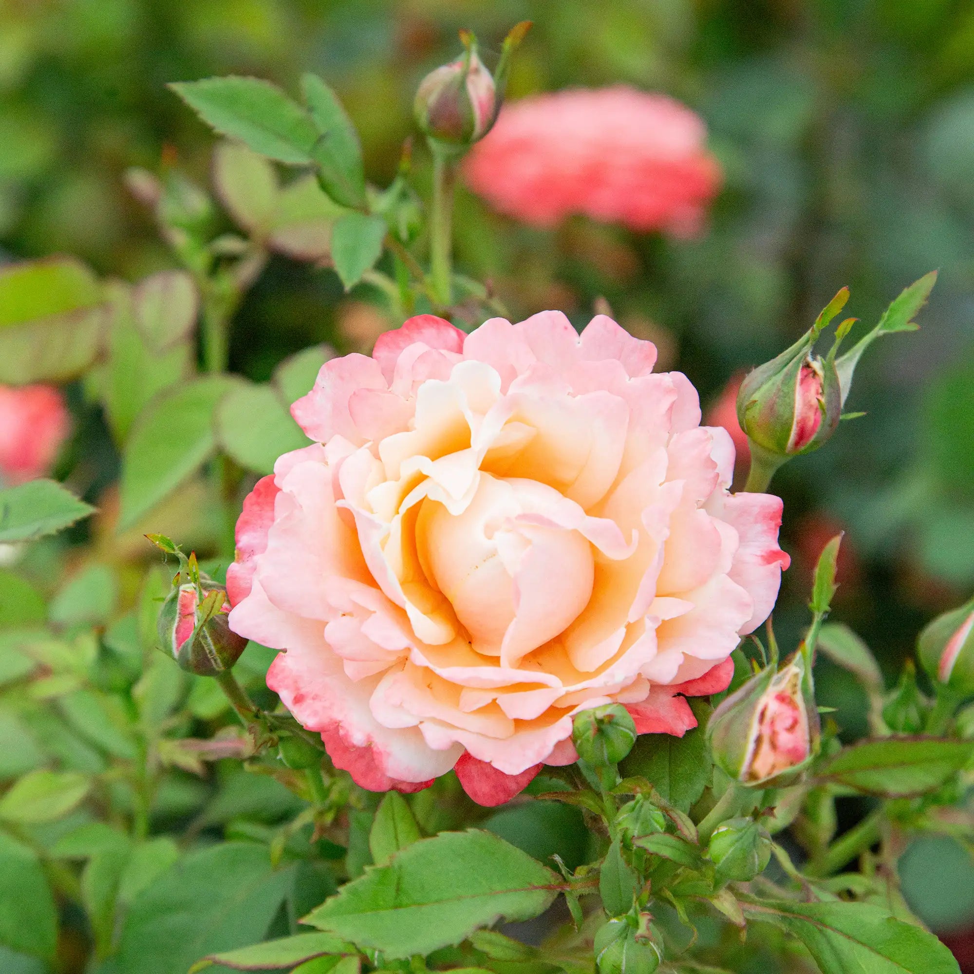 'Anne Marie' Hybrid Tea Rose