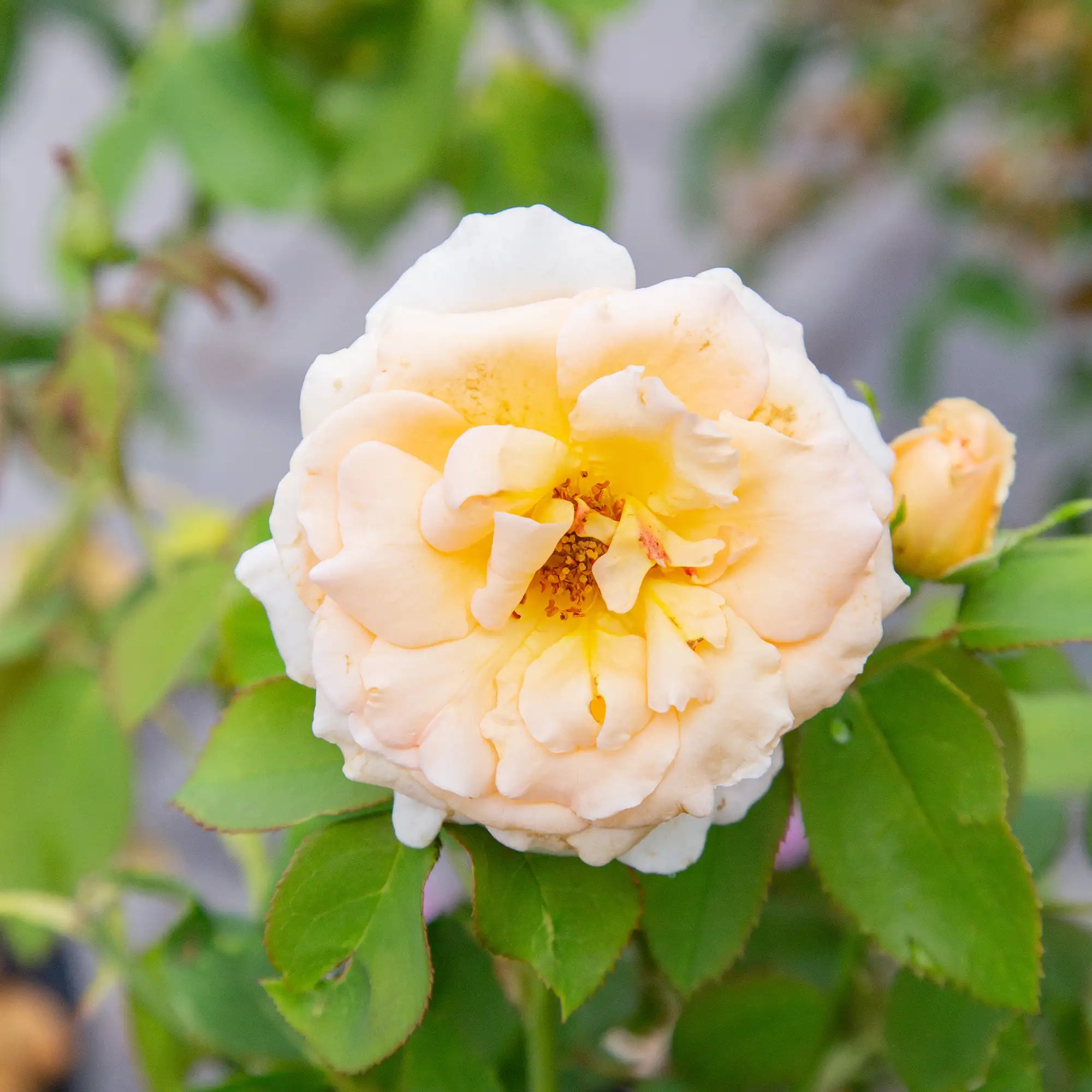 'Apricot Nectar' Floribunda Rose