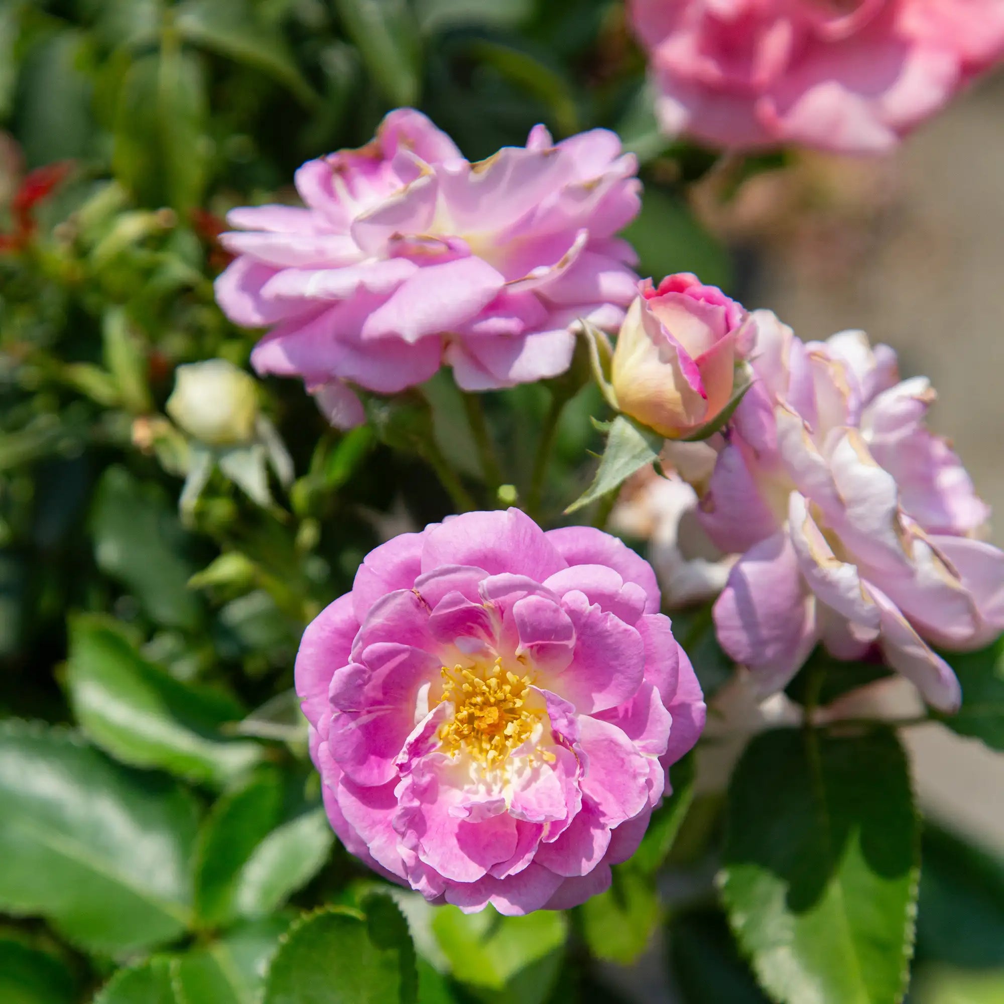 'Arctic Blue' Floribunda Rose