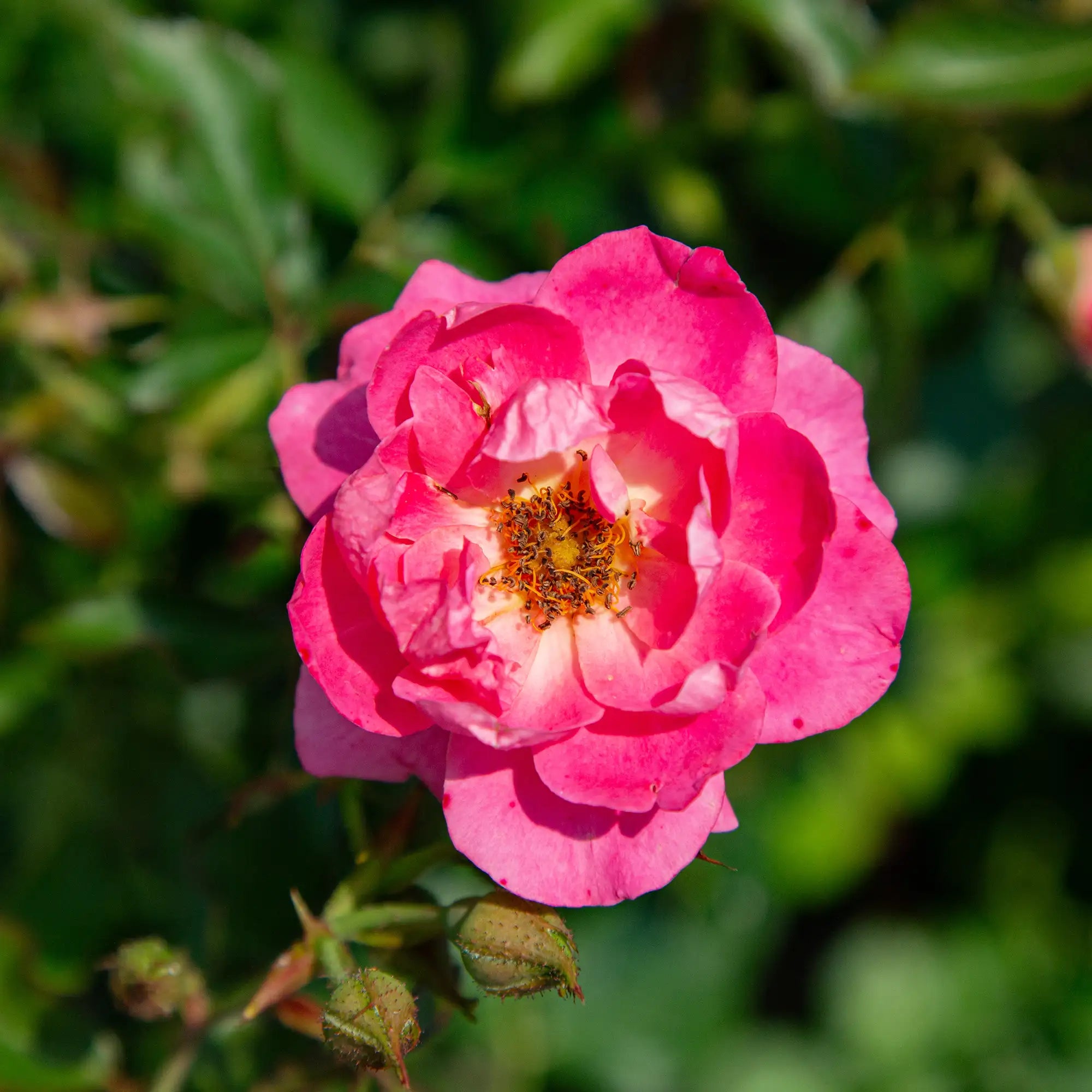'Aurora Borealis' Landscape Shrub Rose