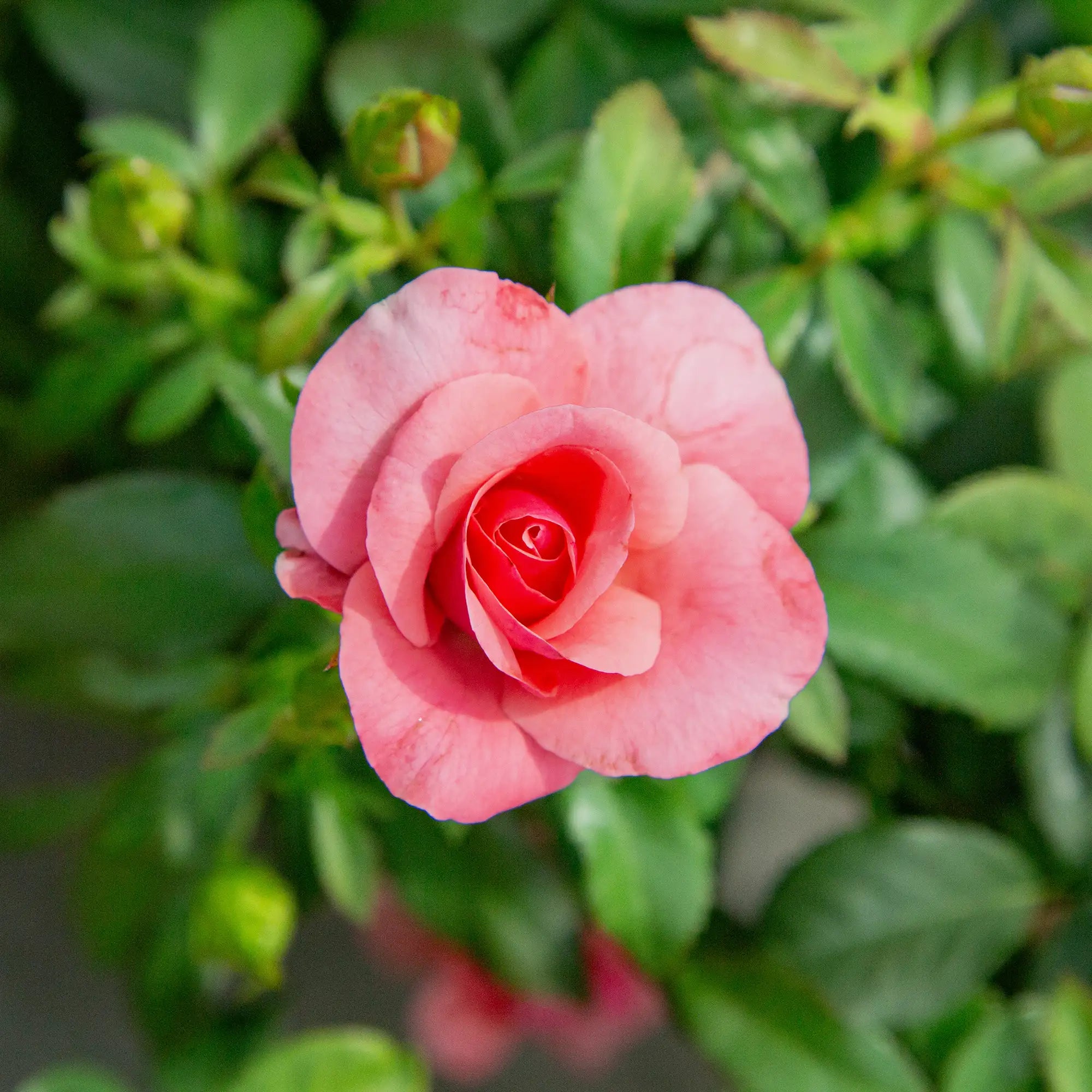 'Belle Danielle' Floribunda Rose