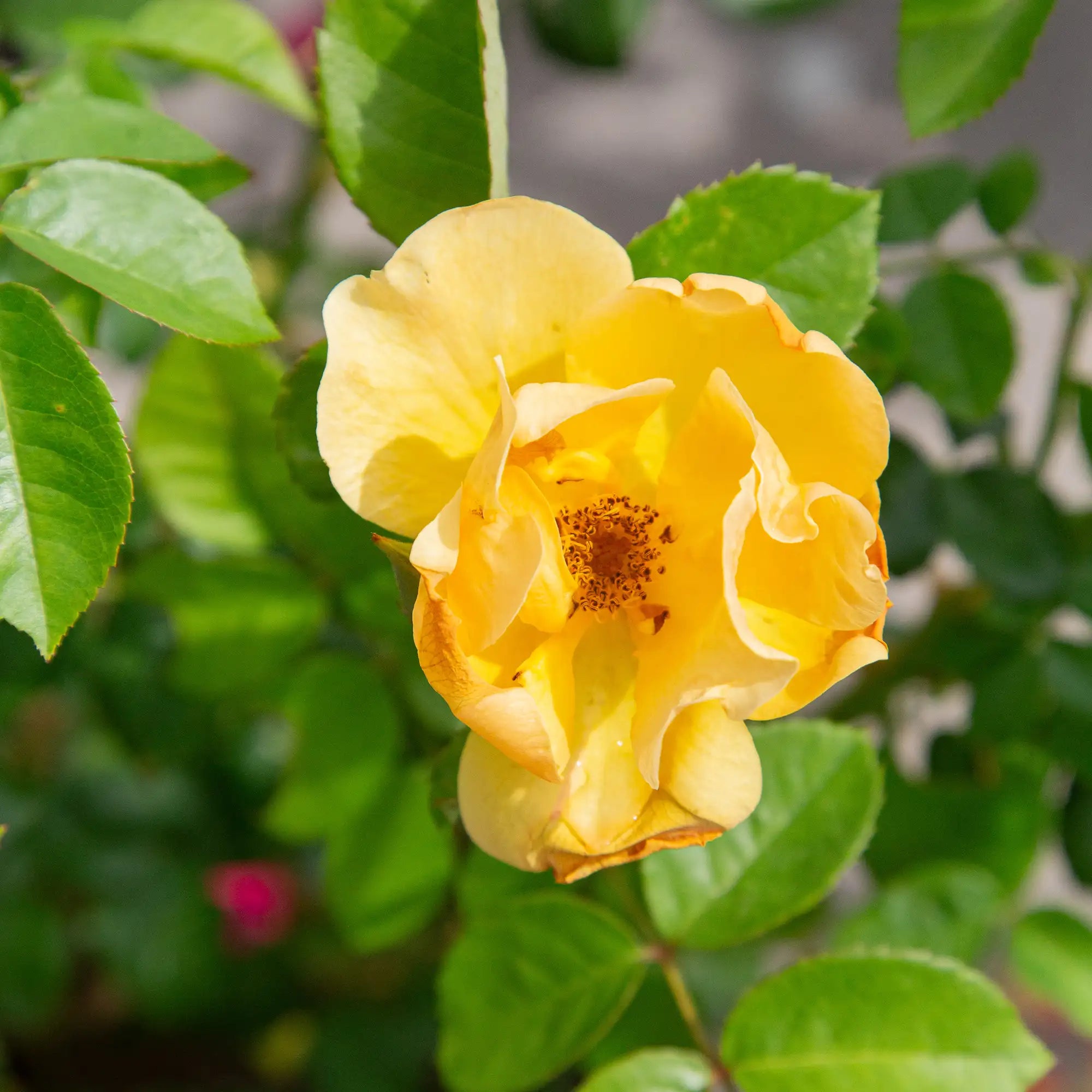 'Bill Reid' Landscape Shrub Rose