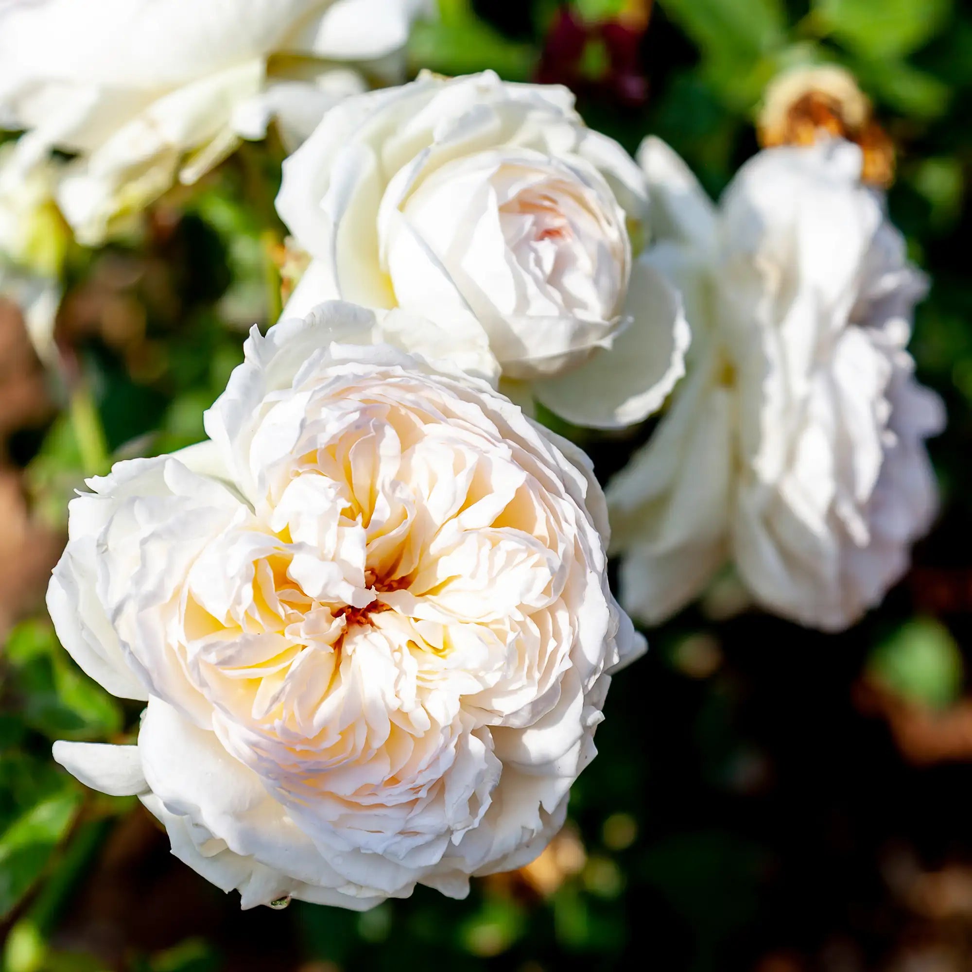 'Bolero' Floribunda Rose
