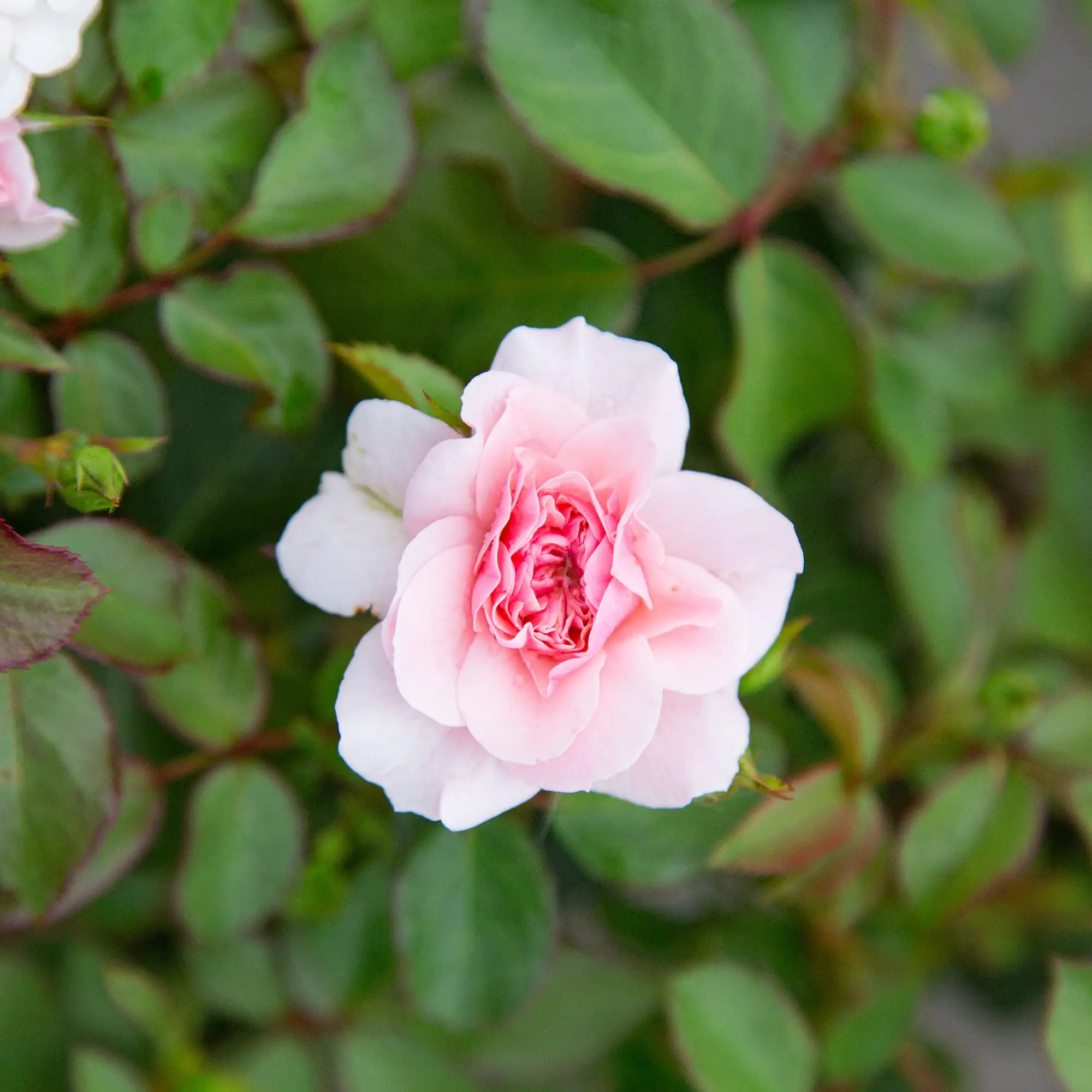 'Bonica' Landscape Shrub Rose