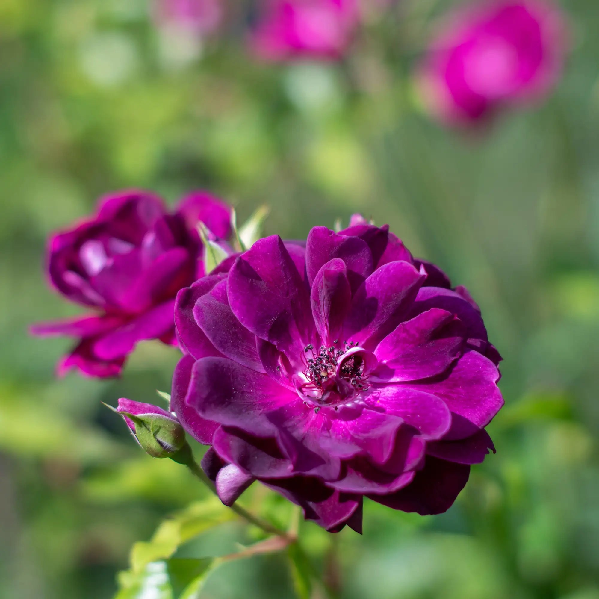 'Burgundy Iceberg' Floribunda Rose