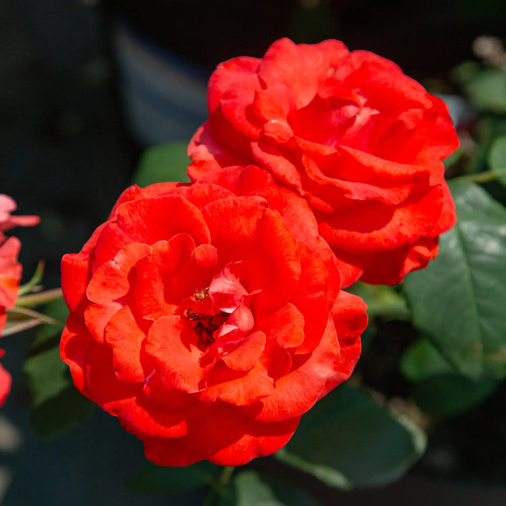 'Burning Glow' Floribunda Rose