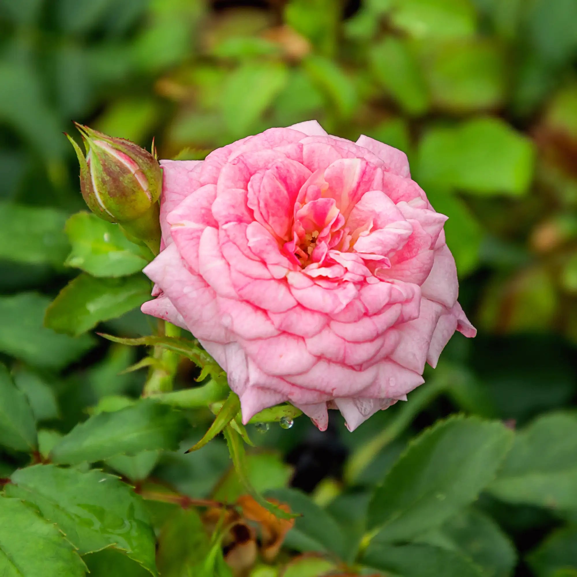 'Camelot' Grandiflora Rose