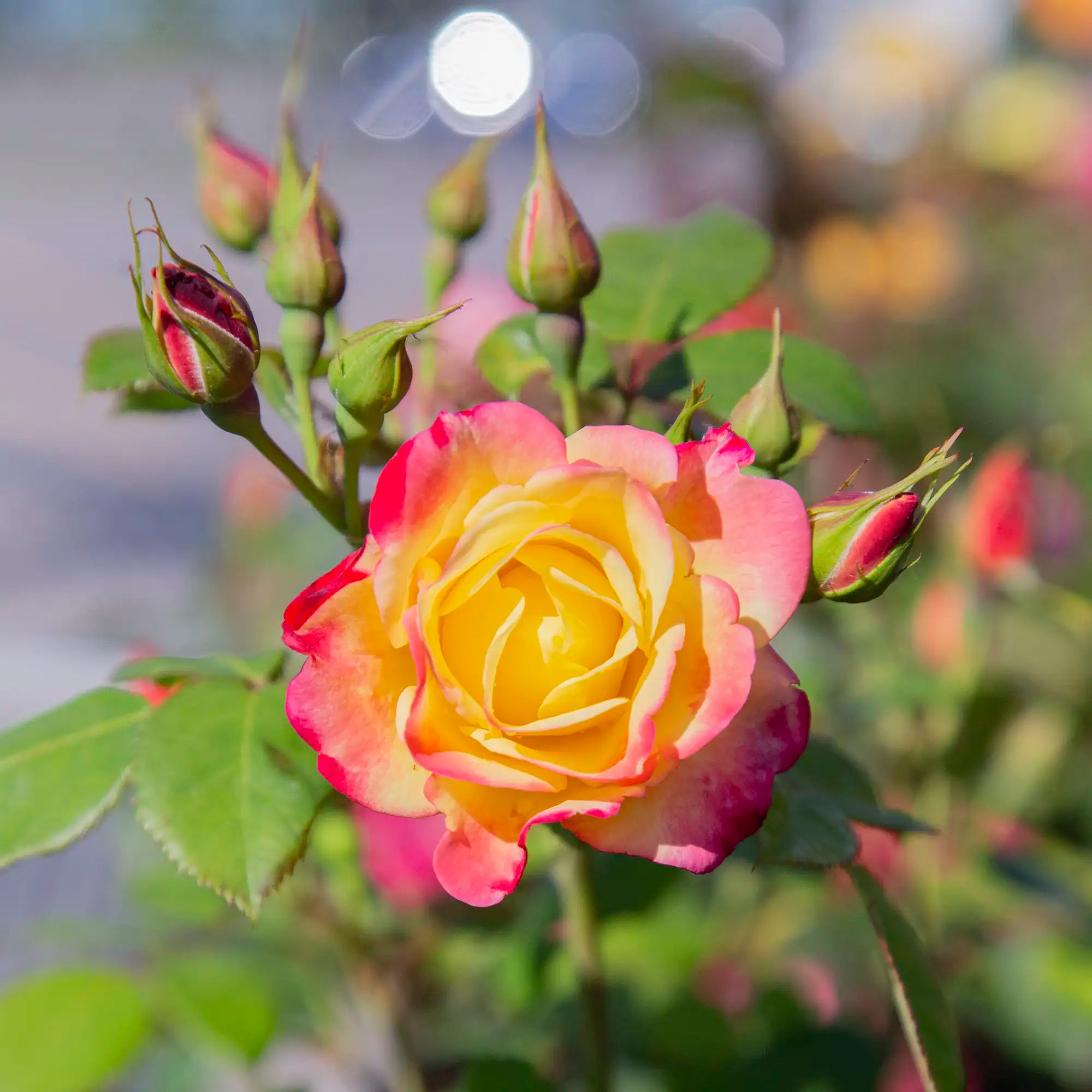 'Campfire' Landscape Shrub Rose