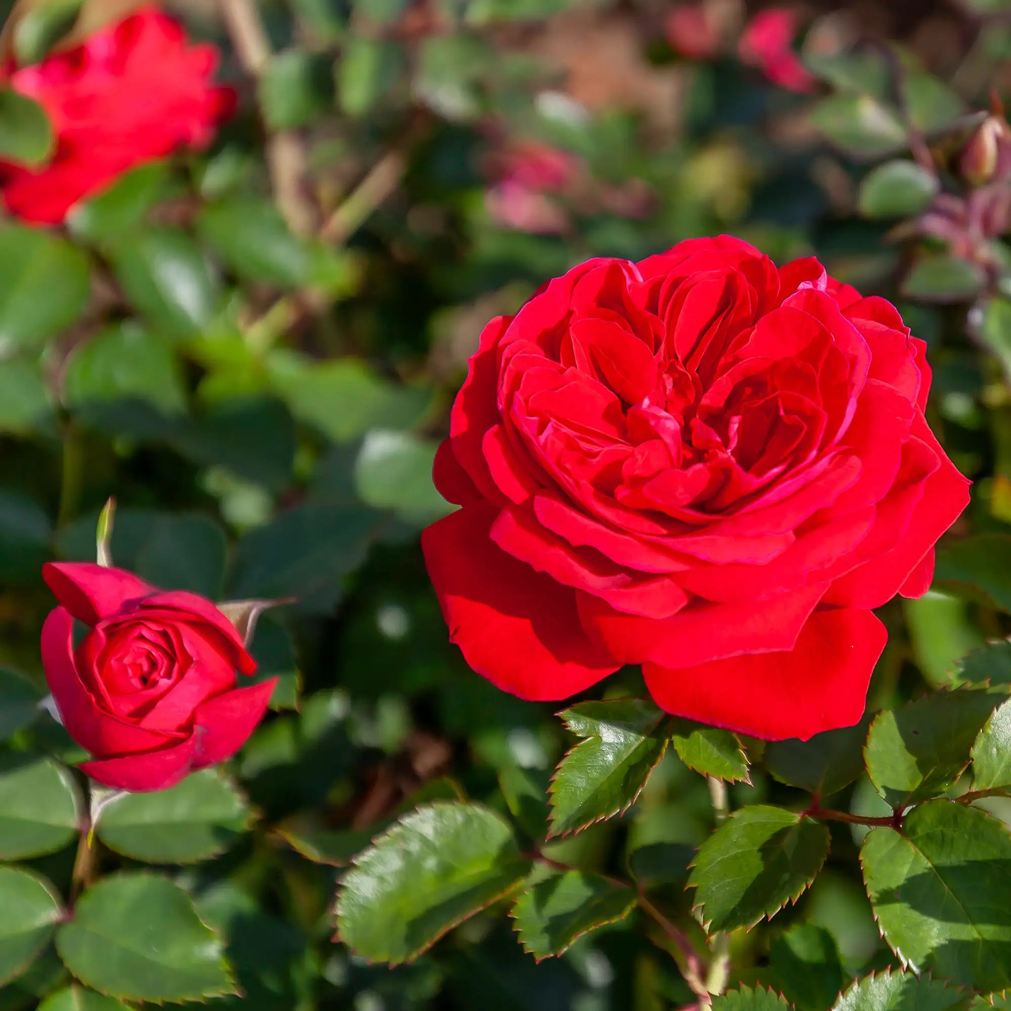 'Canadian Shield' Landscape Shrub Rose