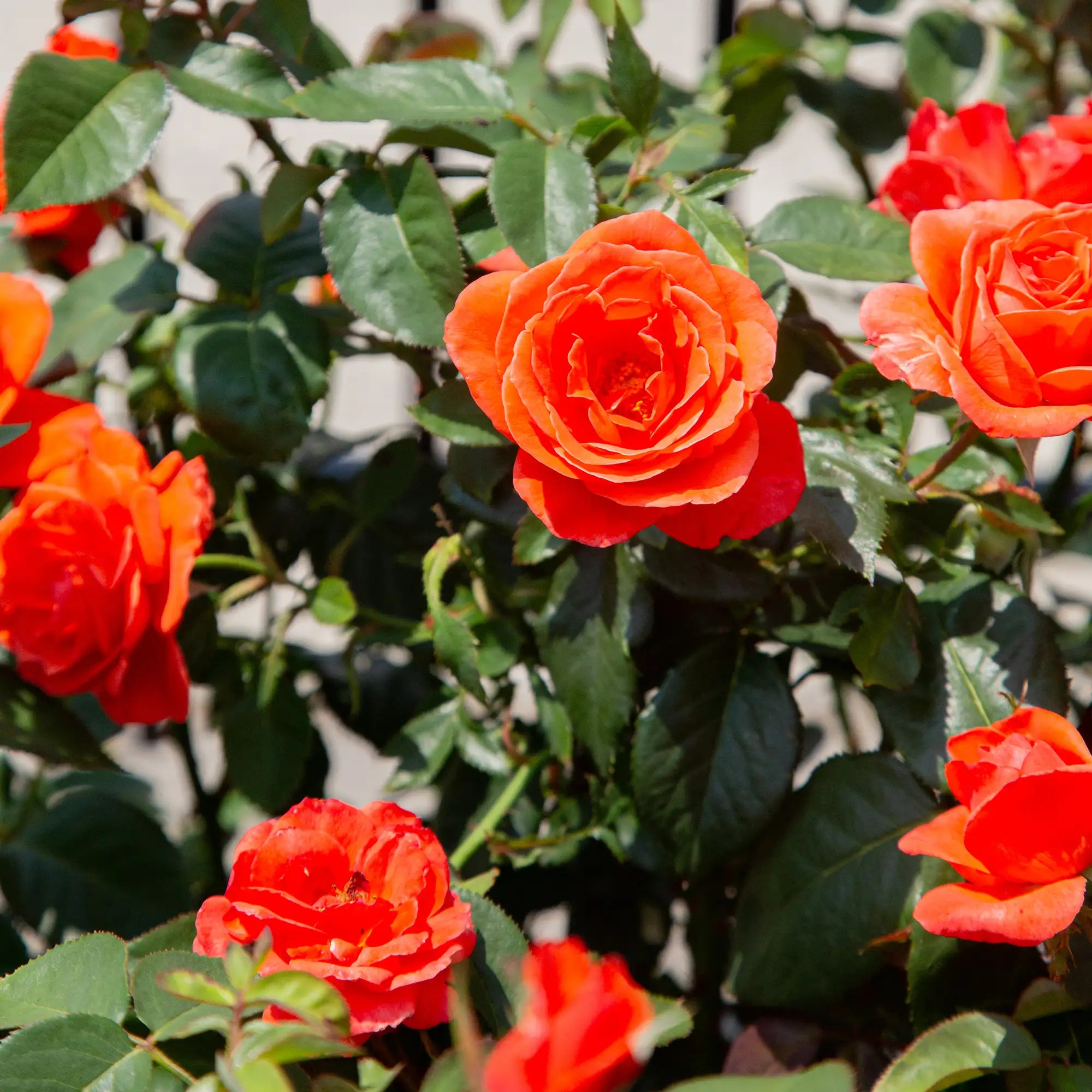 'Candelabra' Grandiflora Rose