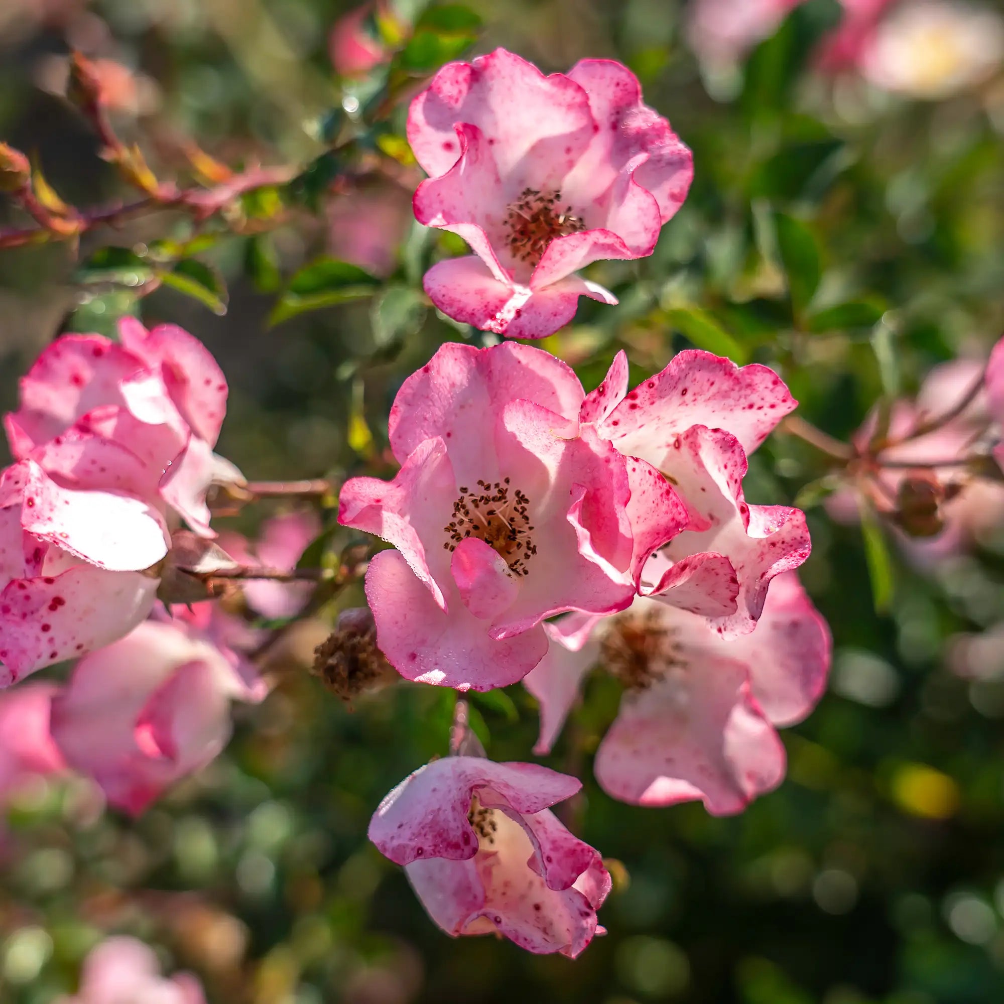 'Carefree Delight' Landscape Shrub Rose