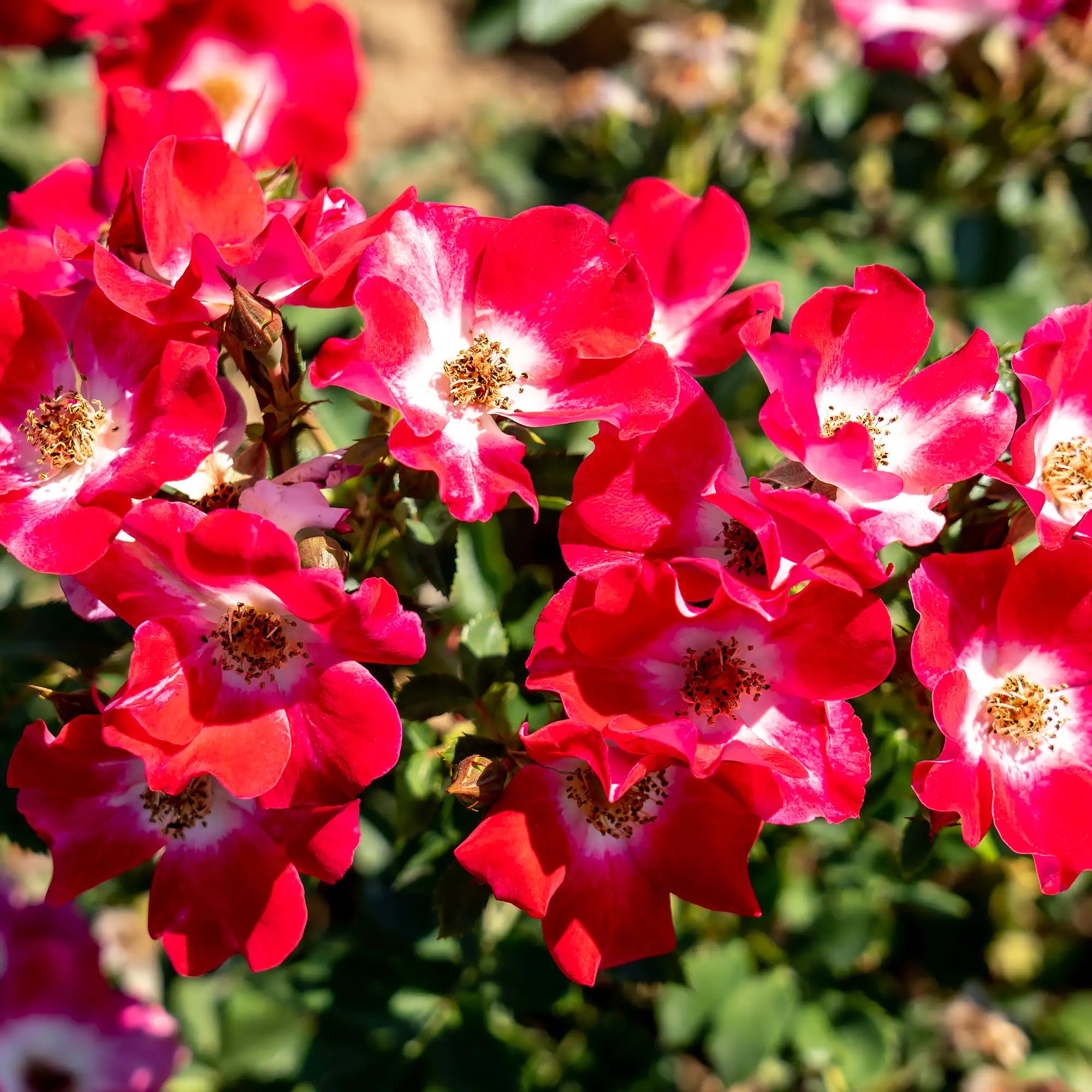 'Carefree Spirit' Landscape Shrub Rose