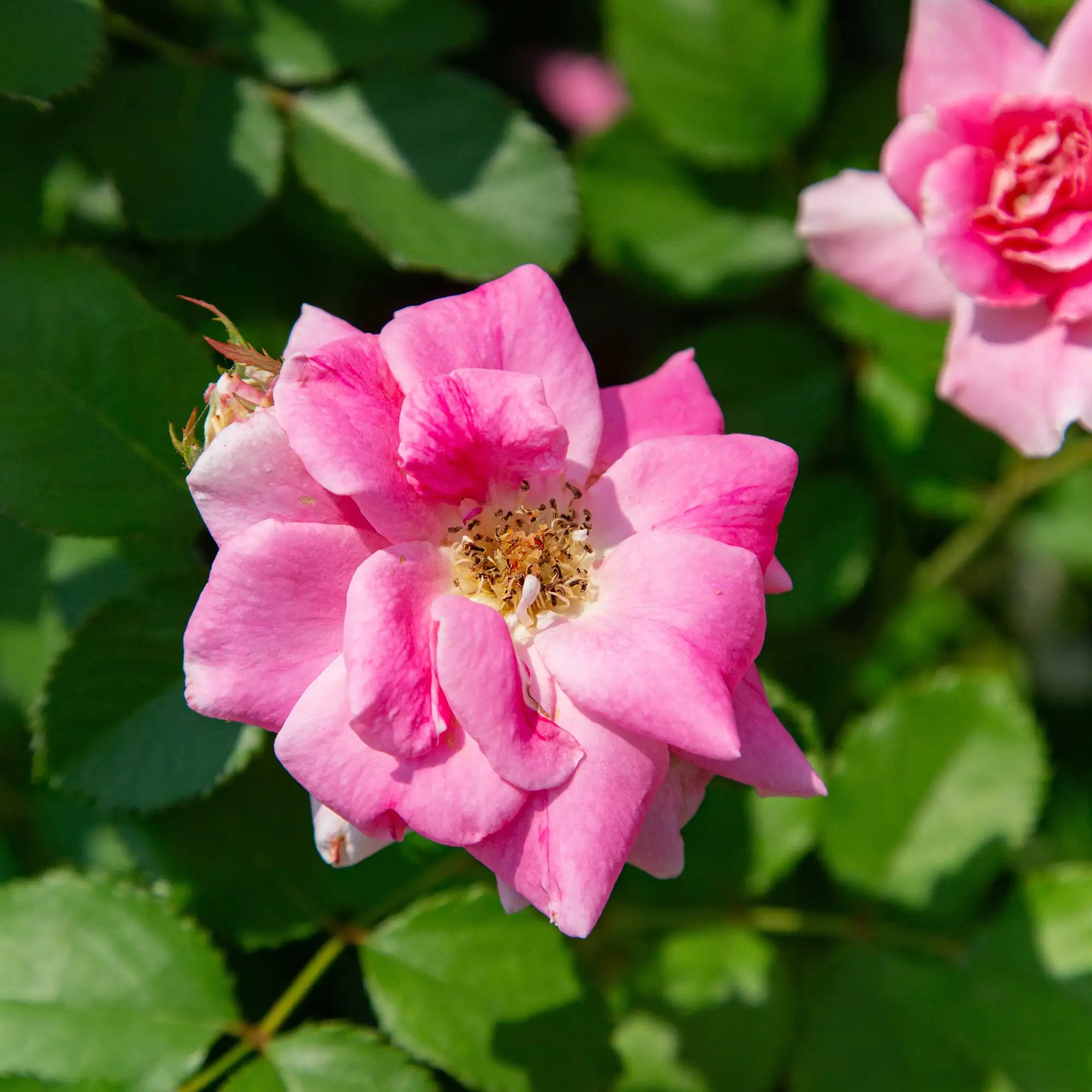 'Carefree Wonder' Landscape Shrub Rose