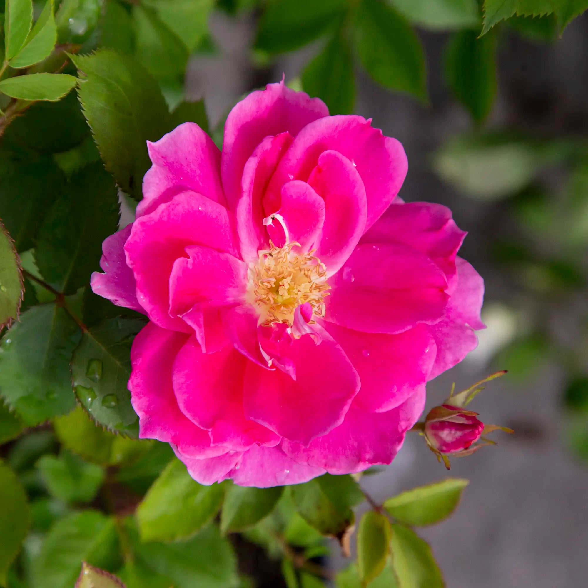 'Carefree Wonder' Landscape Shrub Rose