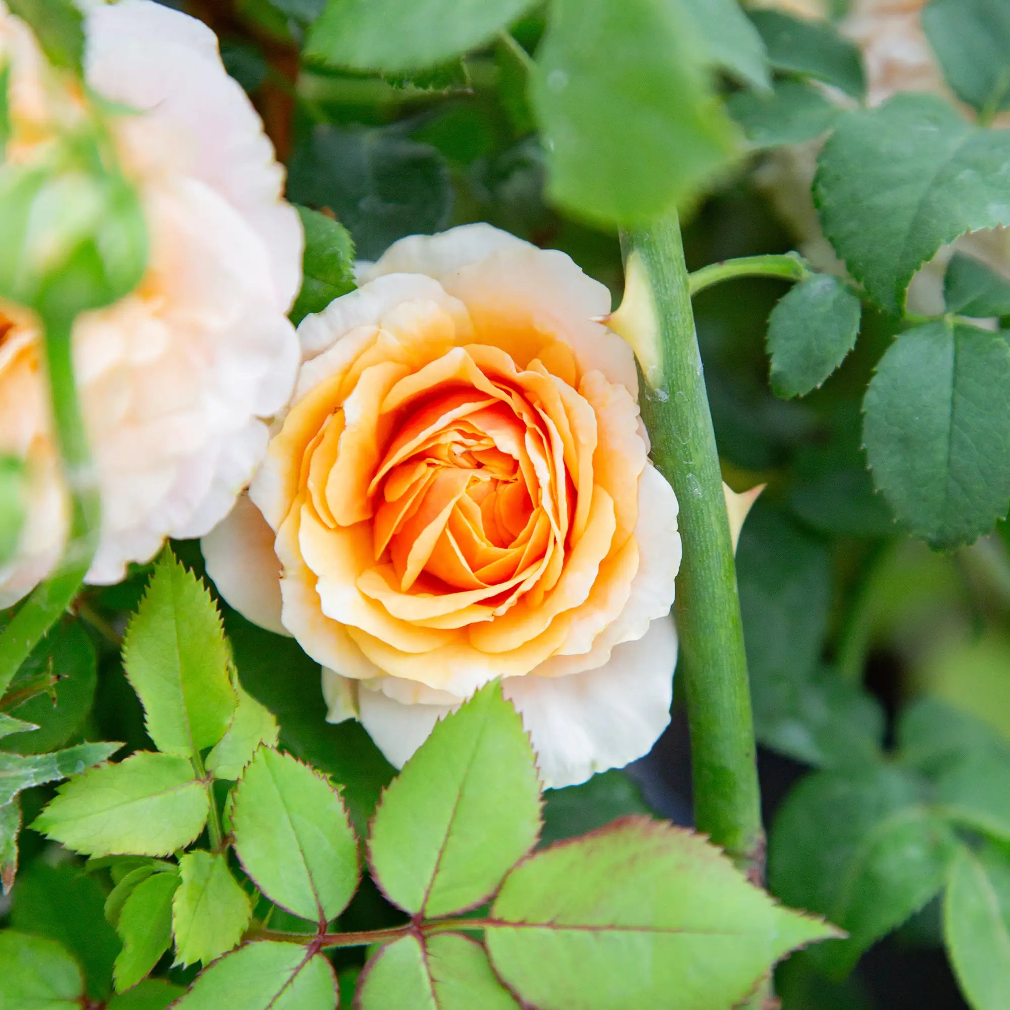 'Catherine Hershey' Floribunda Rose