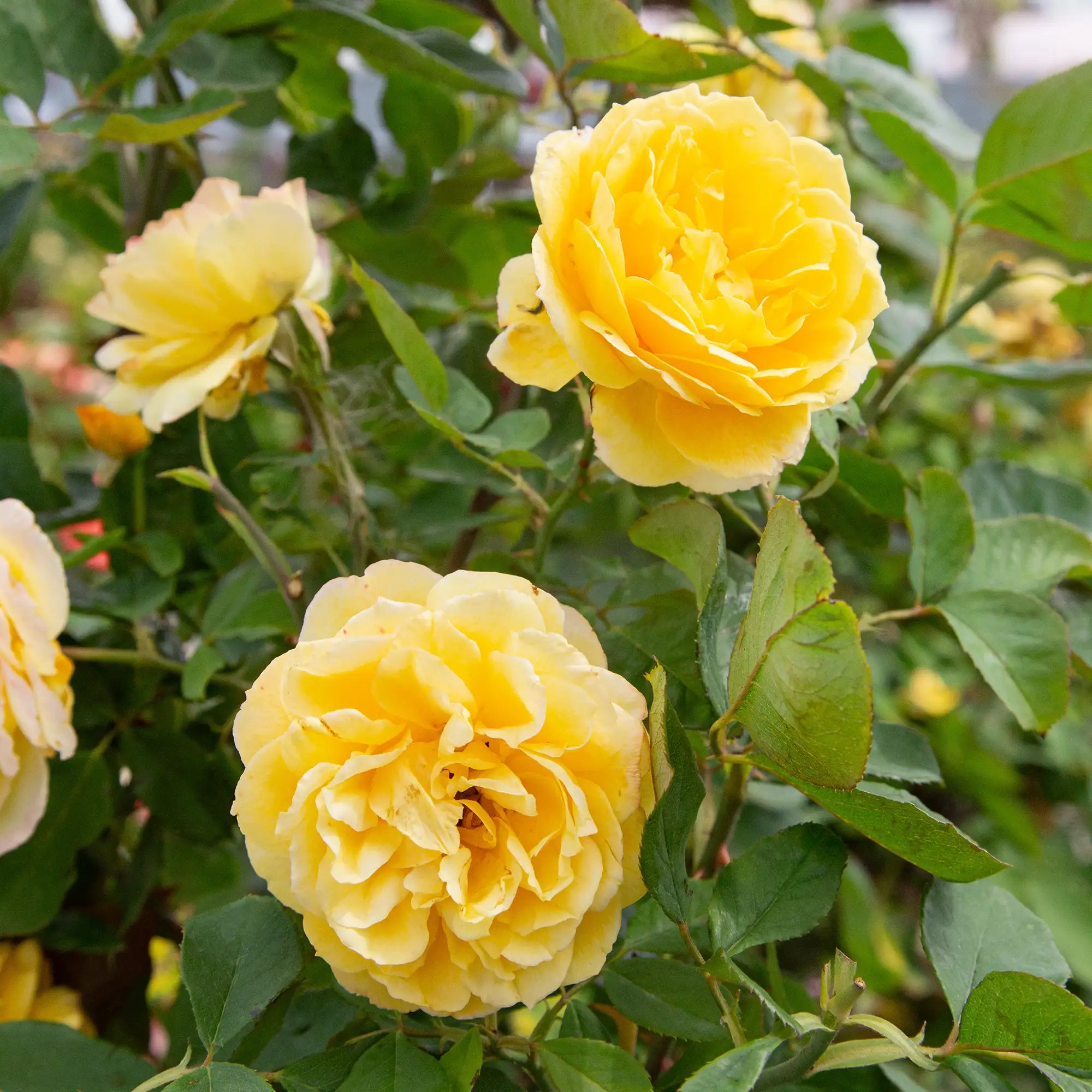 'Ch-ching' Grandiflora Rose