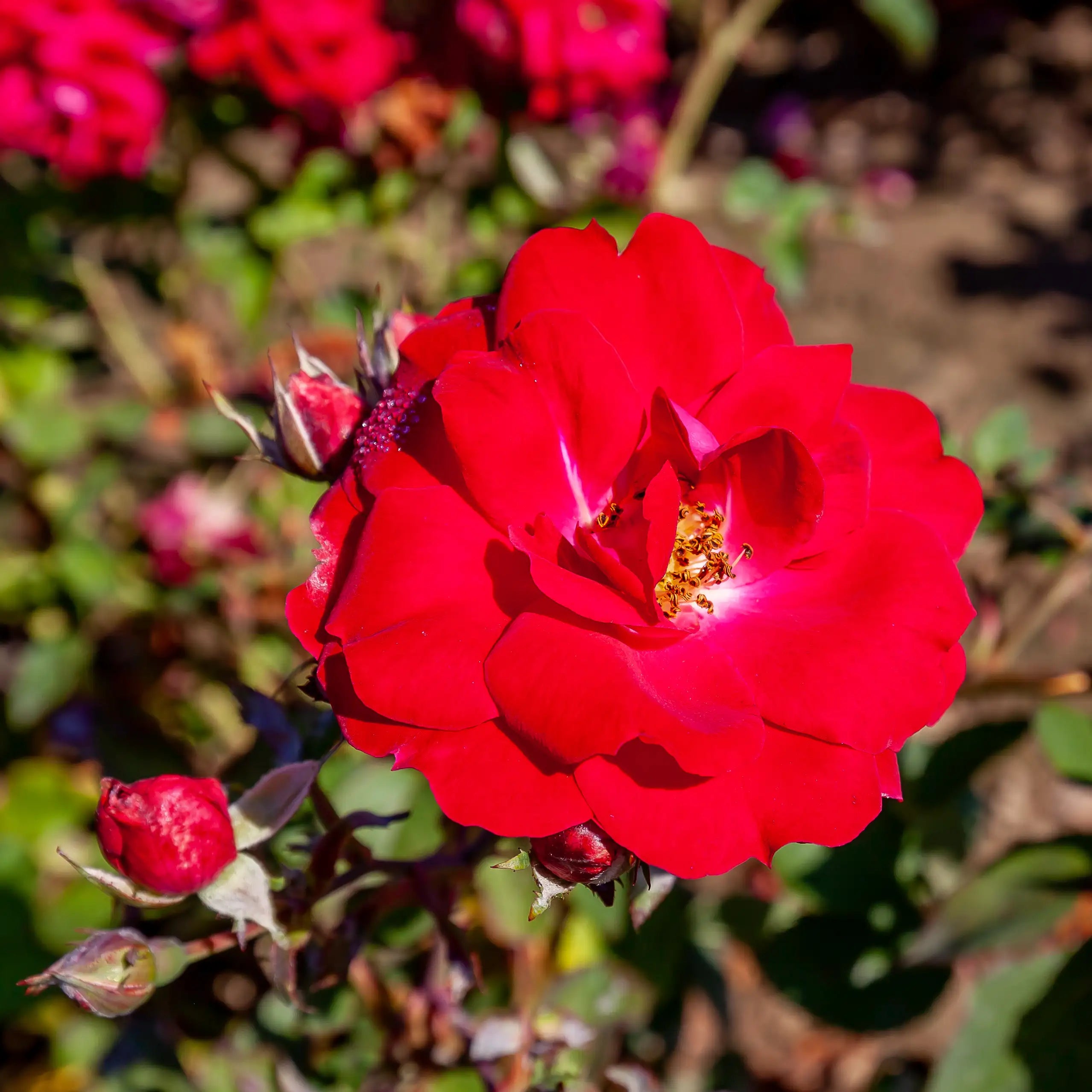'Champlain' Explorer Shrub Rose