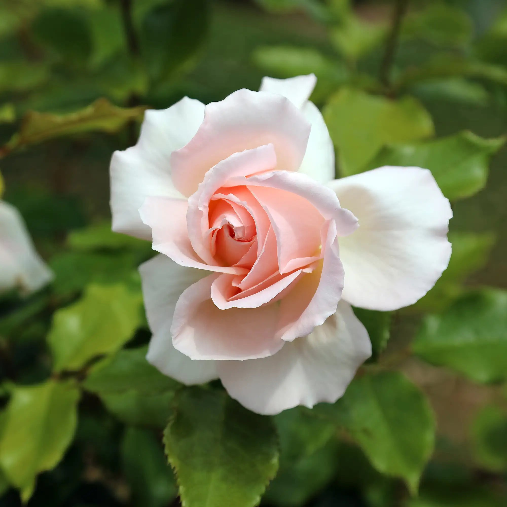 'Chandos Beauty' Hybrid Tea Rose
